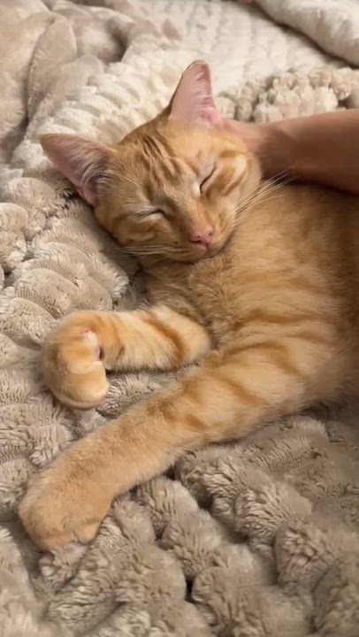 Enlarge Caramel, a Adoptable mixed breed in san francisco, CA video 2/6