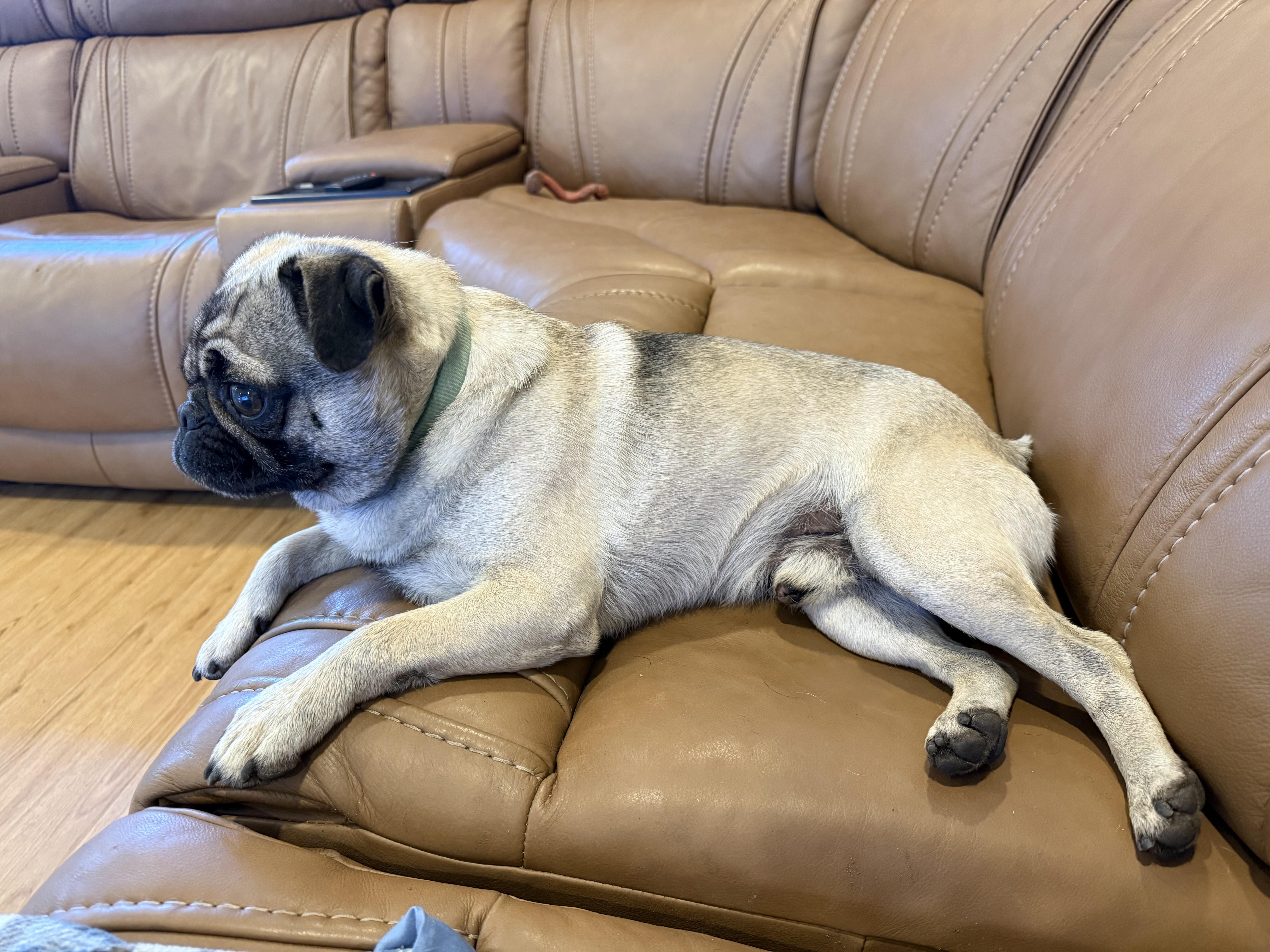 Cornbread, an adopted Pug in Fresno, CA image 5/6