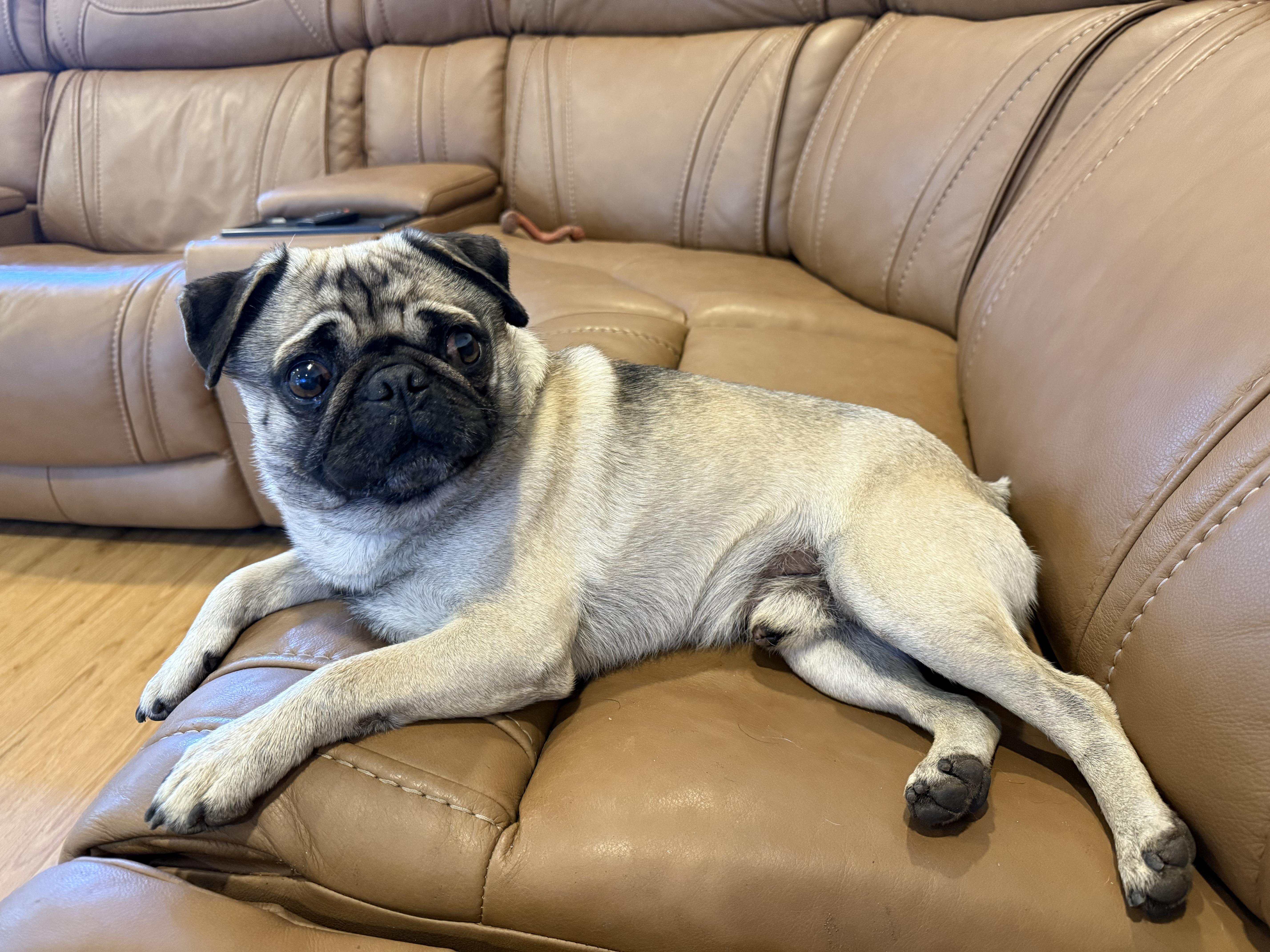 Cornbread, an adopted Pug in Fresno, CA image 4/6