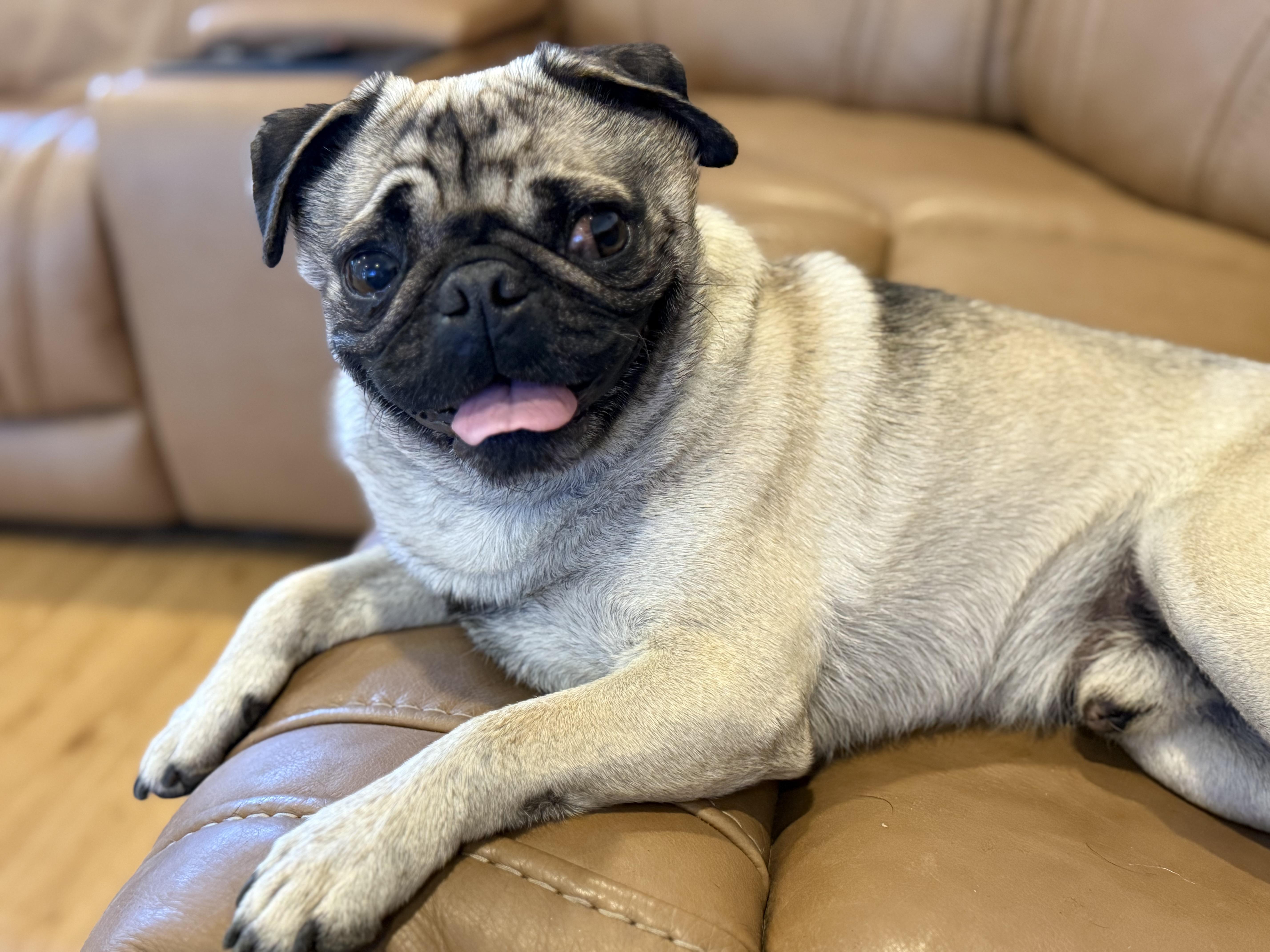 Cornbread, an adopted Pug in Fresno, CA image 6/6