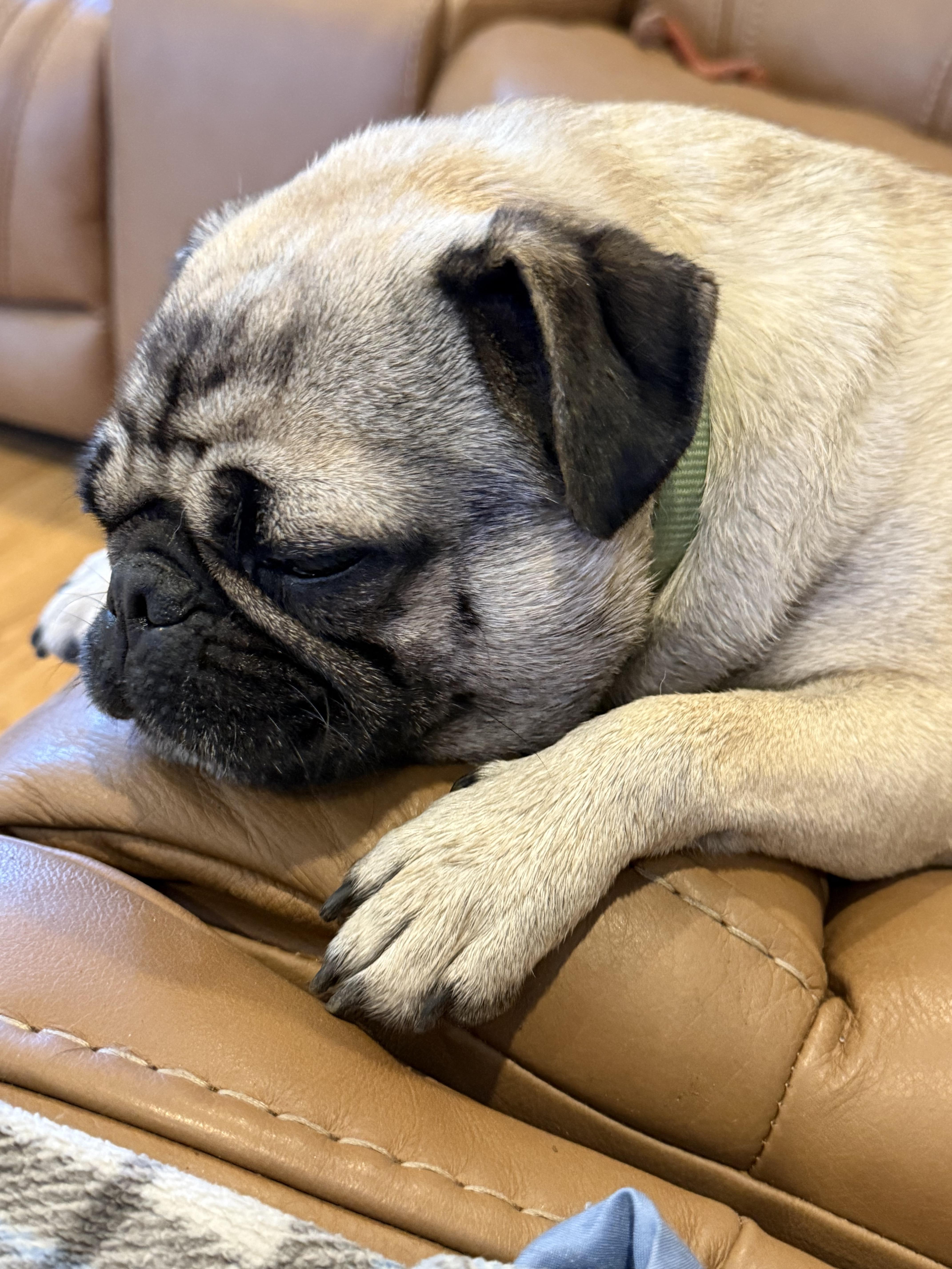 Cornbread, an adopted Pug in Fresno, CA image 2/6