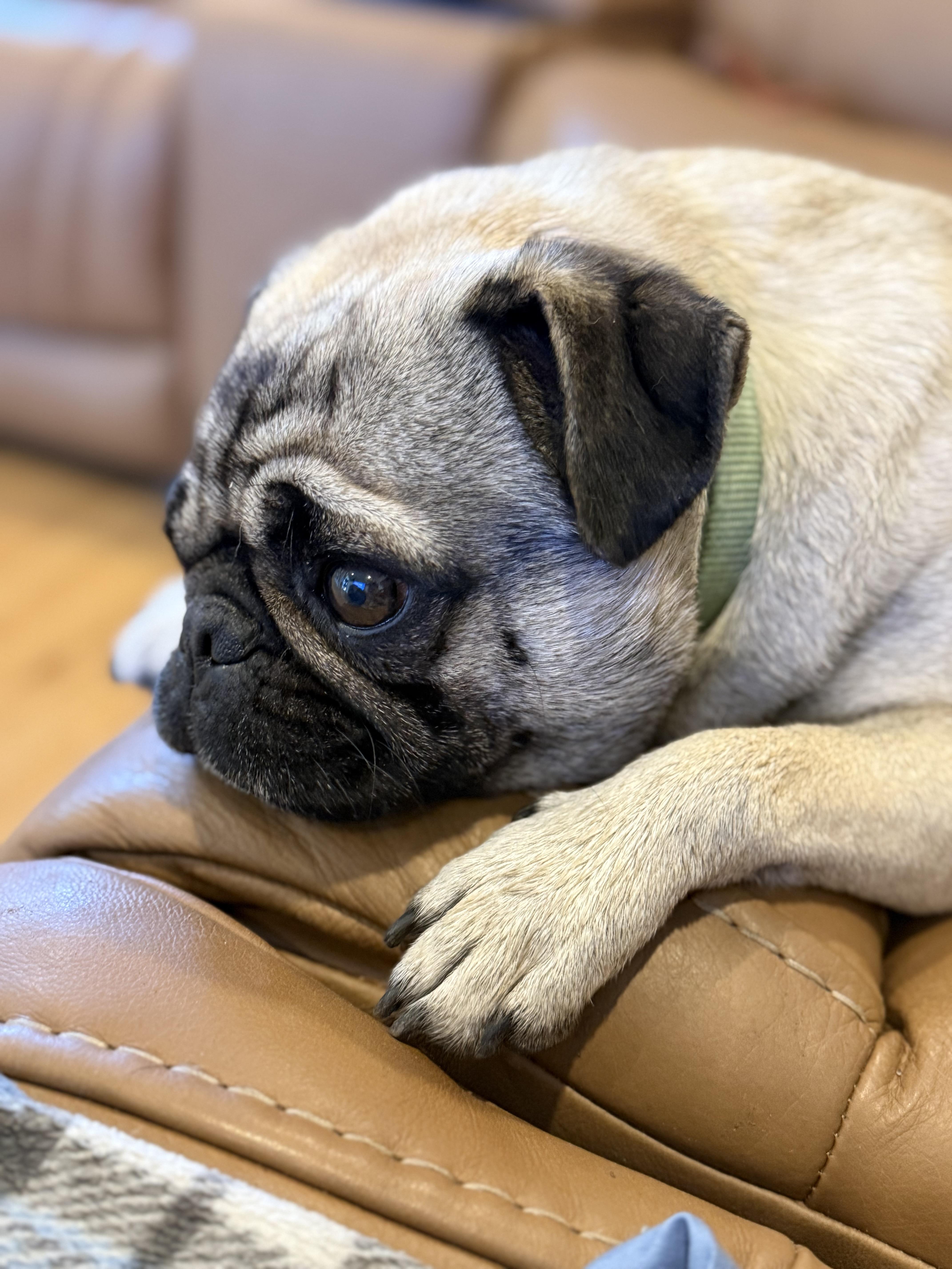Cornbread, an adopted Pug in Fresno, CA image 1/6