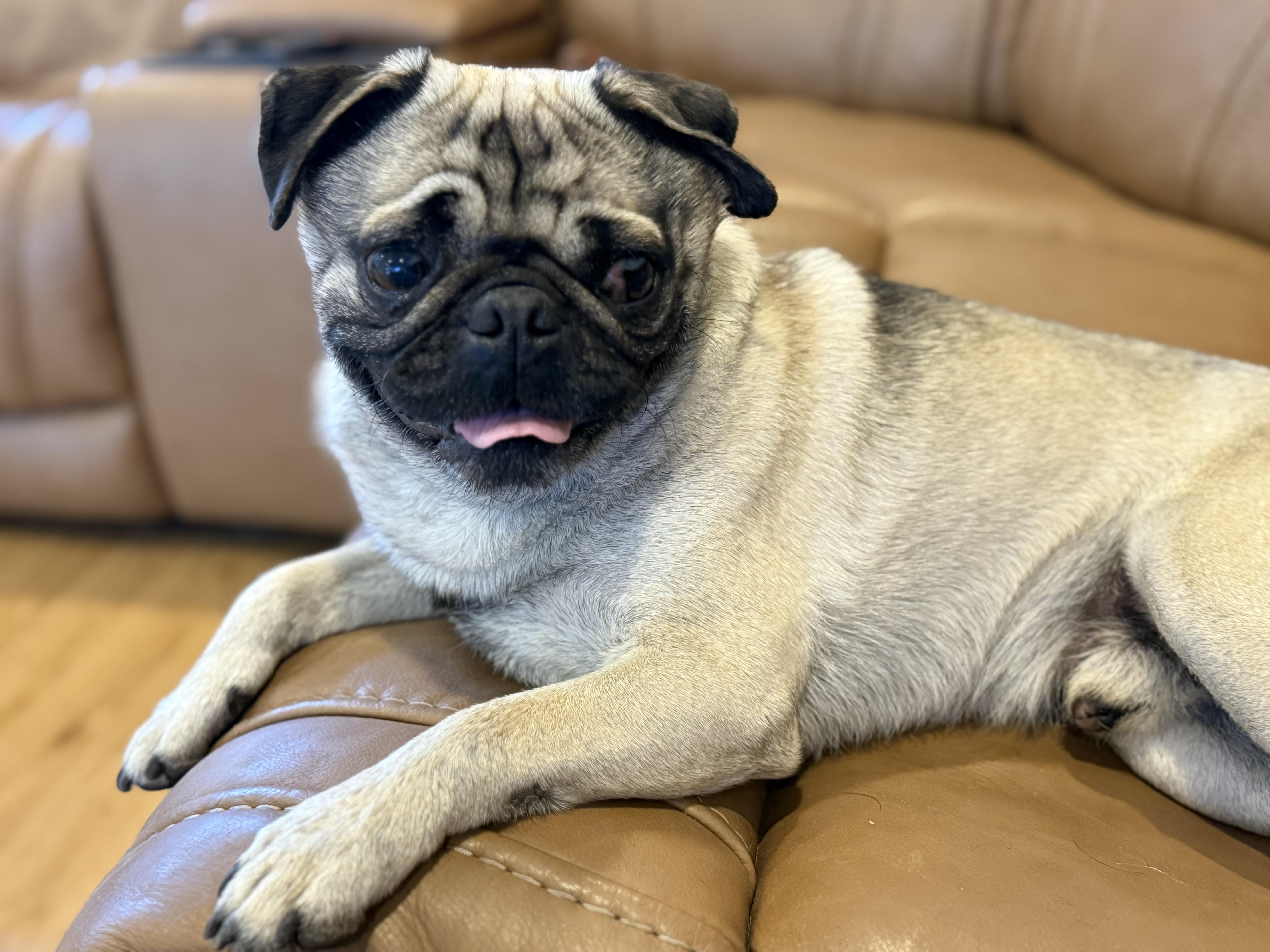 Cornbread, an adopted Pug in Fresno, CA image 3/6