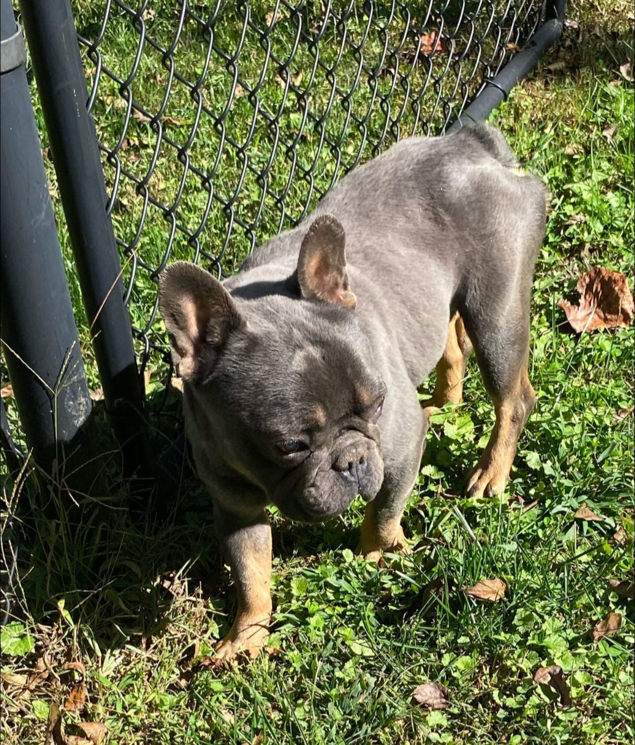 Truffle, Adoptable, Adult Female French Bulldog.