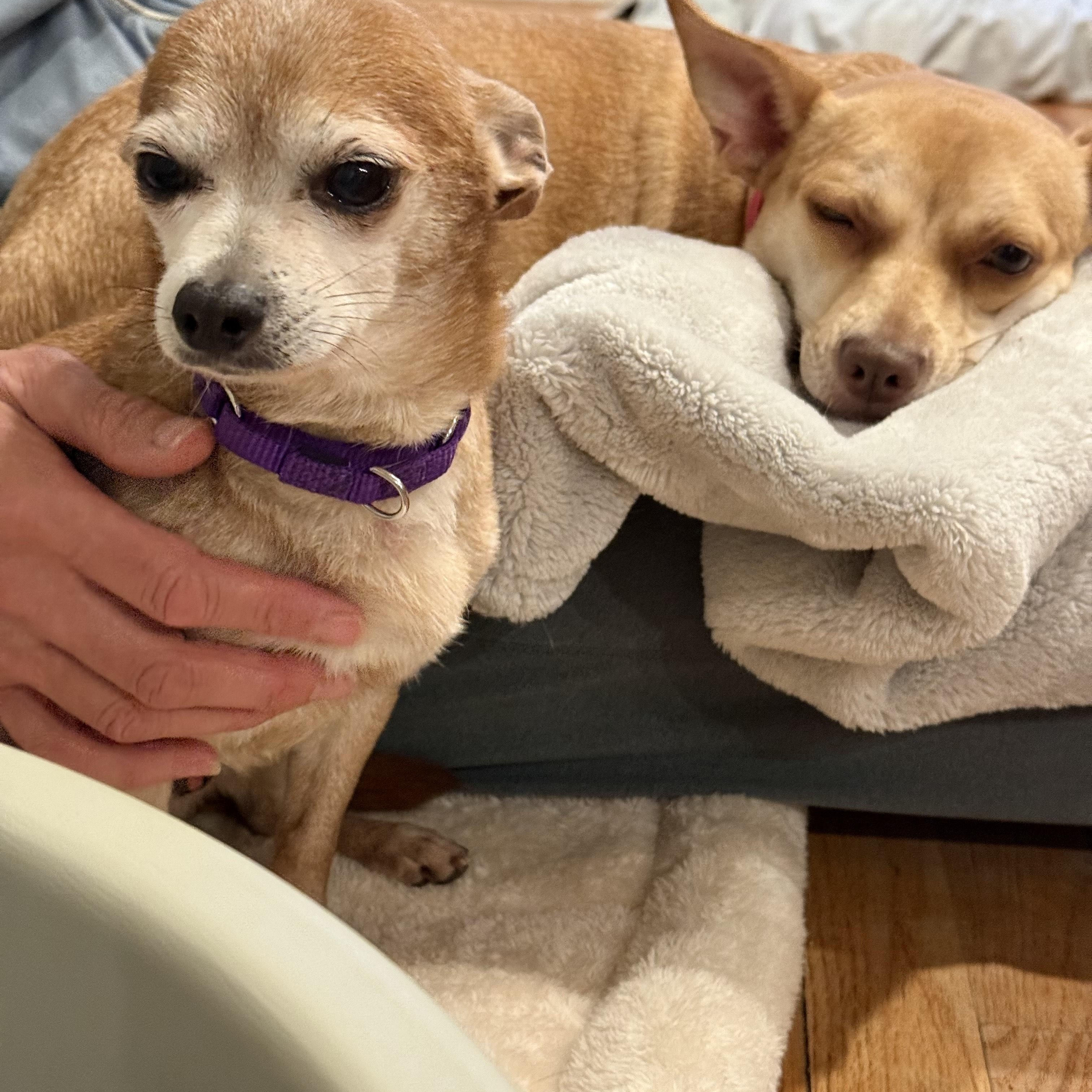 Enlarge Taco, a Adoptable mixed breed in Southborough, MA image 5/6