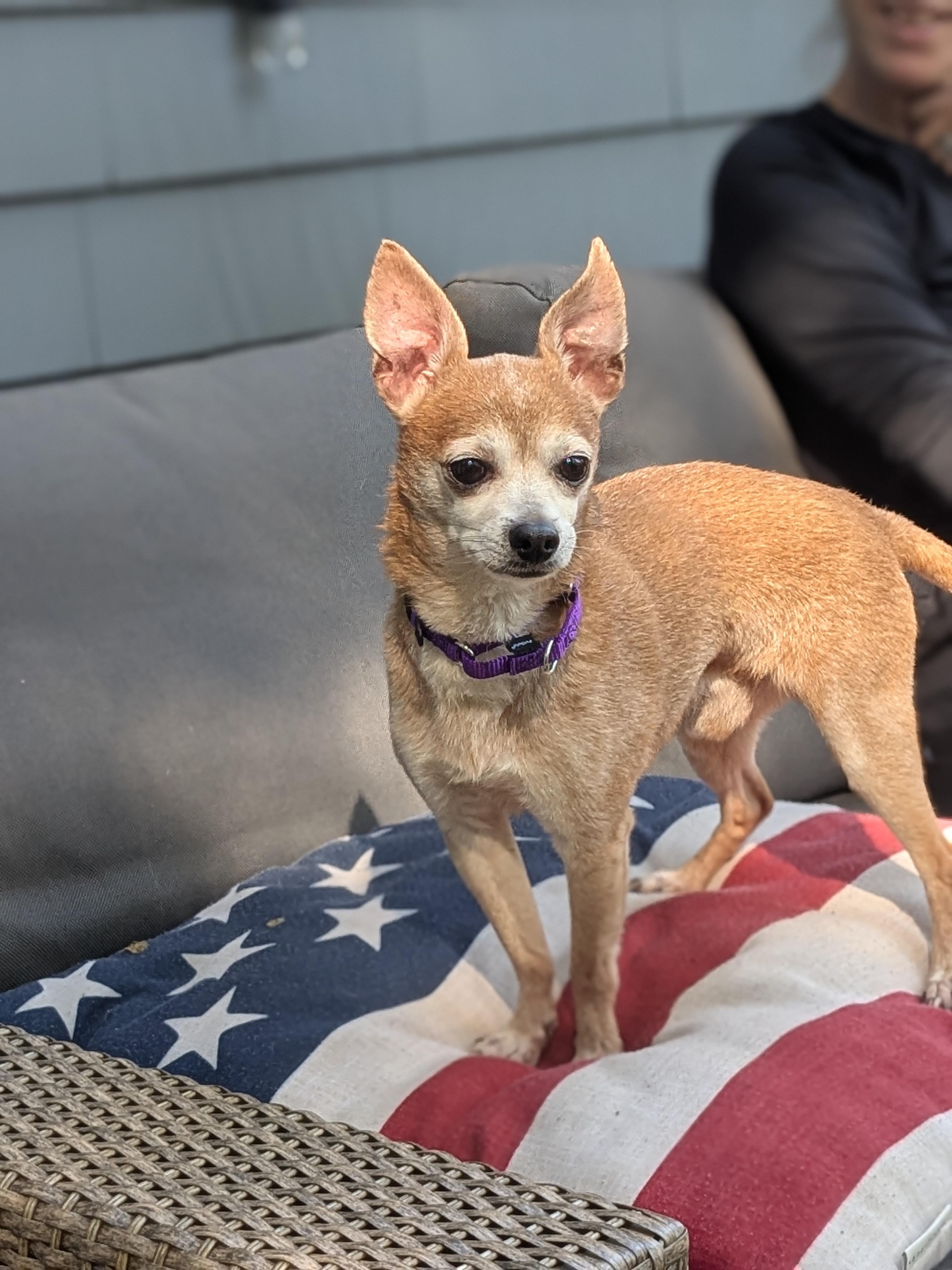 Enlarge Taco, a Adoptable mixed breed in Southborough, MA image 4/6