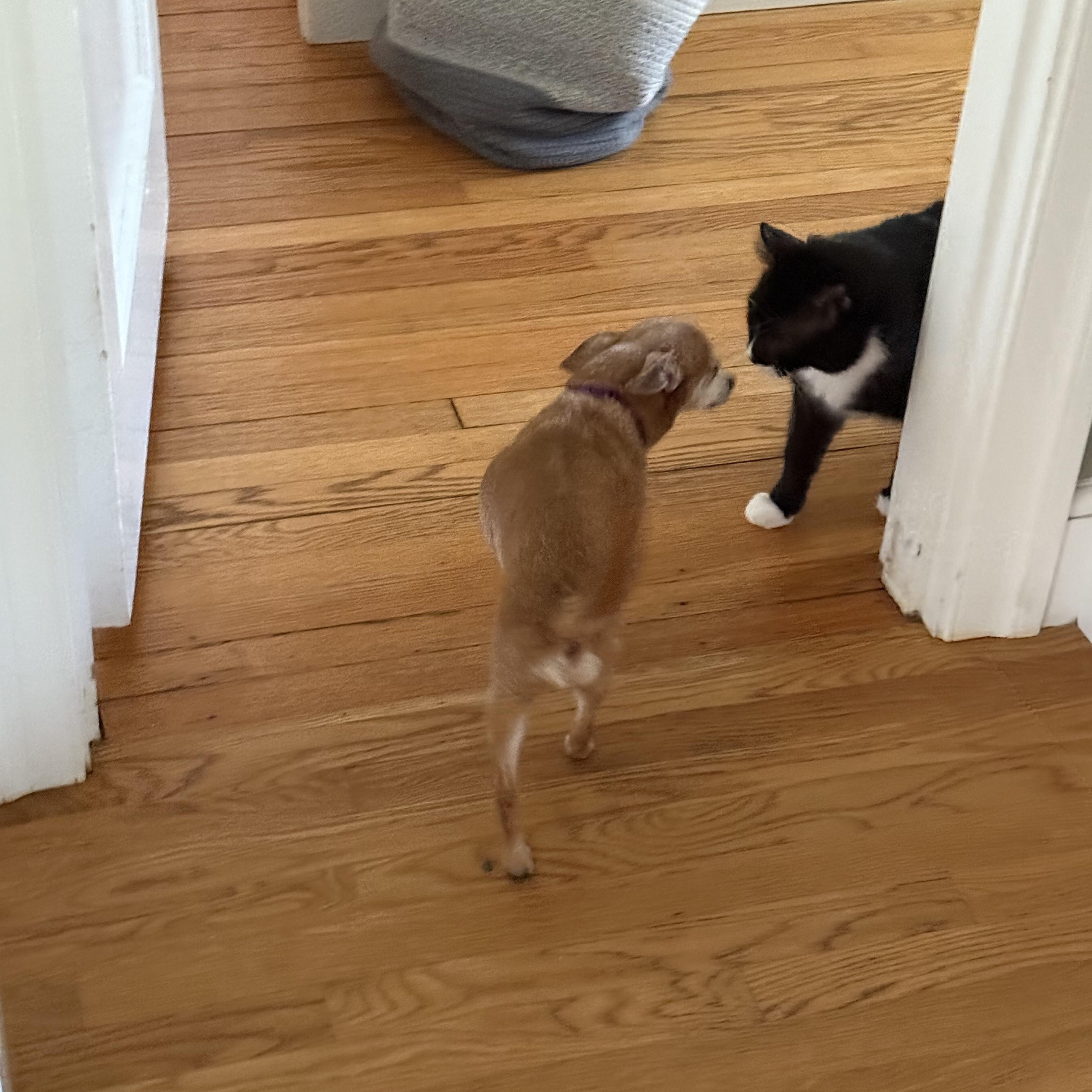 Enlarge Taco, a Adoptable mixed breed in Southborough, MA image 3/6