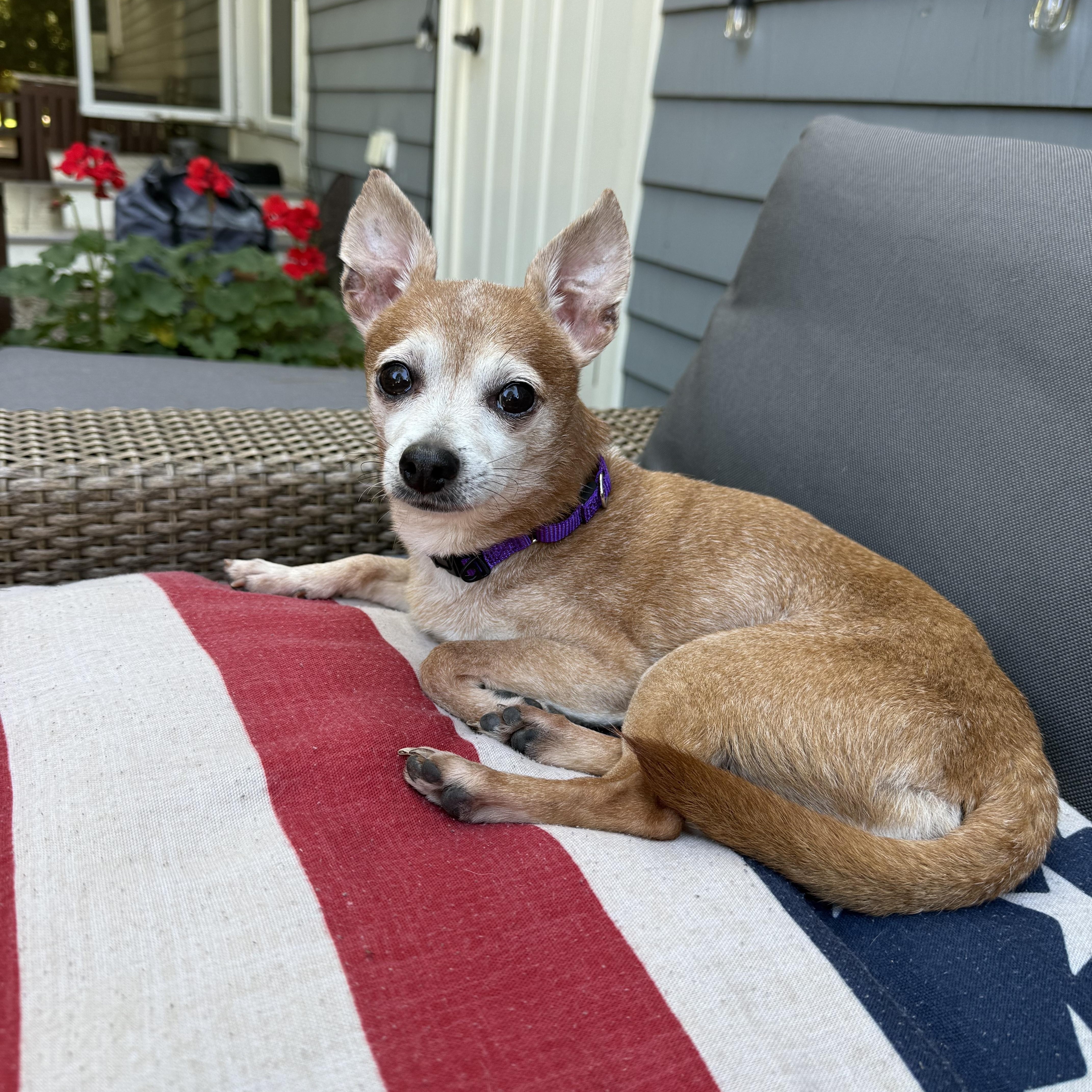 Taco, Adoptable, Senior Male Chihuahua.