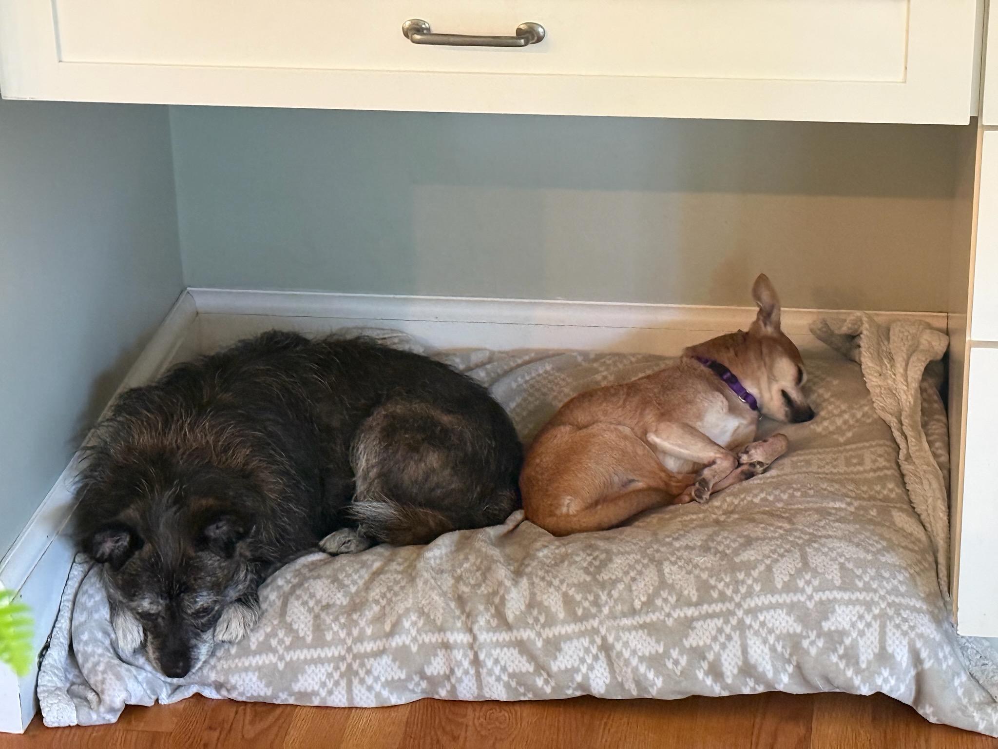 Enlarge Taco, a Adoptable mixed breed in Southborough, MA image 6/6