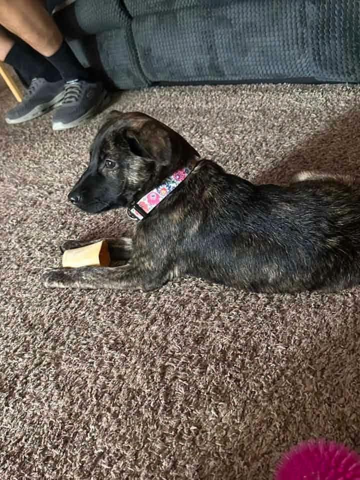 Raya, a Adopted Shepherd in Shillington, PA image 1/2