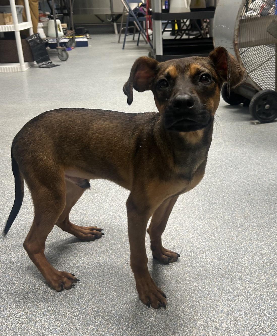 Enlarge Dougie, an adopted mixed breed in St. Joseph, MI image 1/1