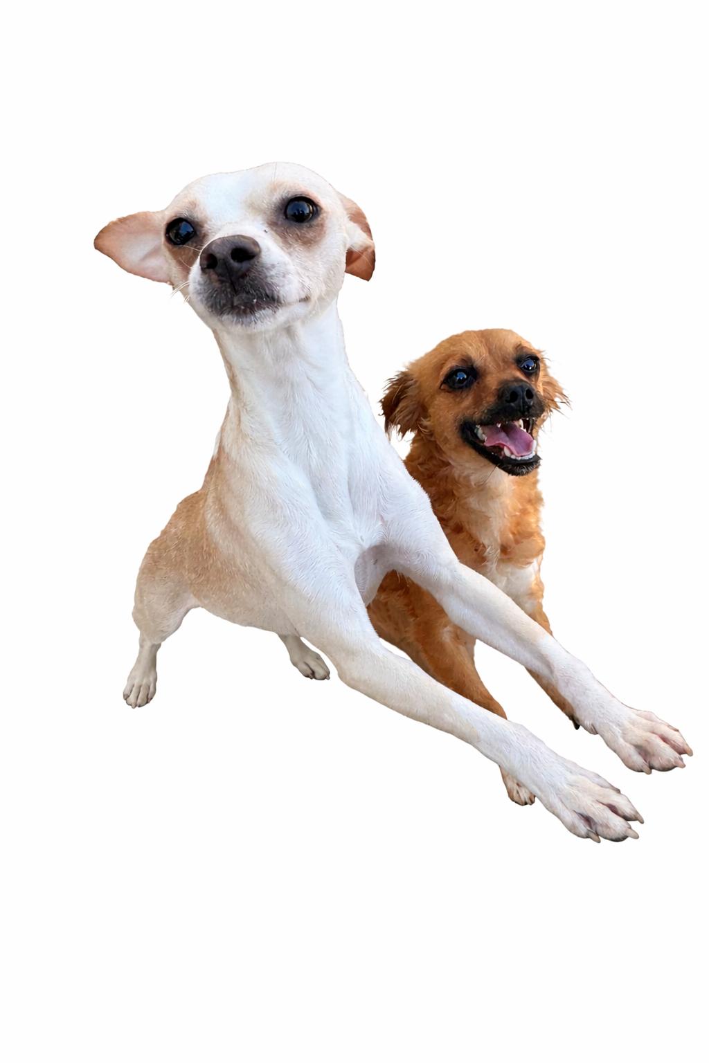 Enlarge Esther, a Adoptable mixed breed in SYLVANIA, GA image 3/5