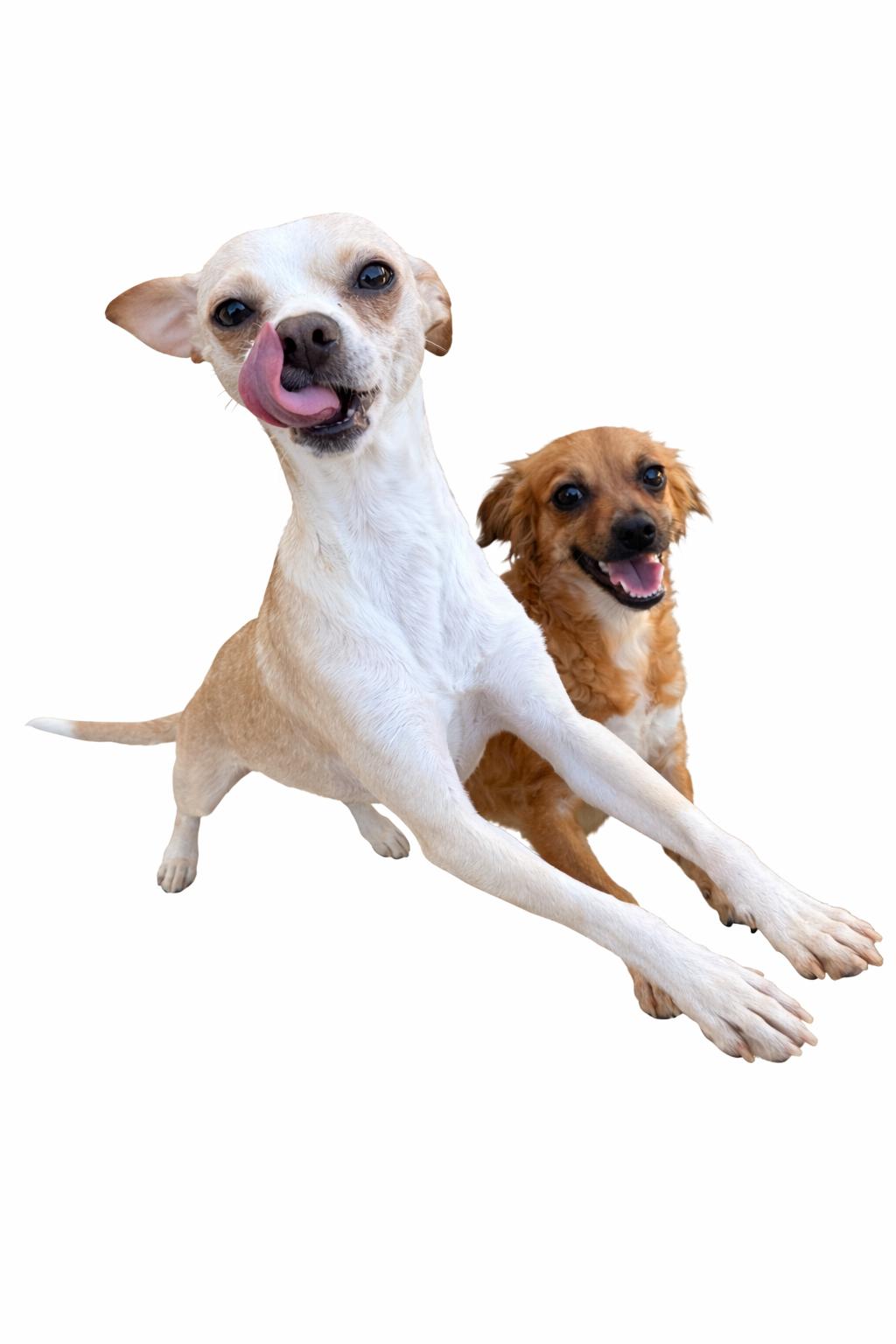 Enlarge Esther, a Adoptable mixed breed in SYLVANIA, GA image 5/5