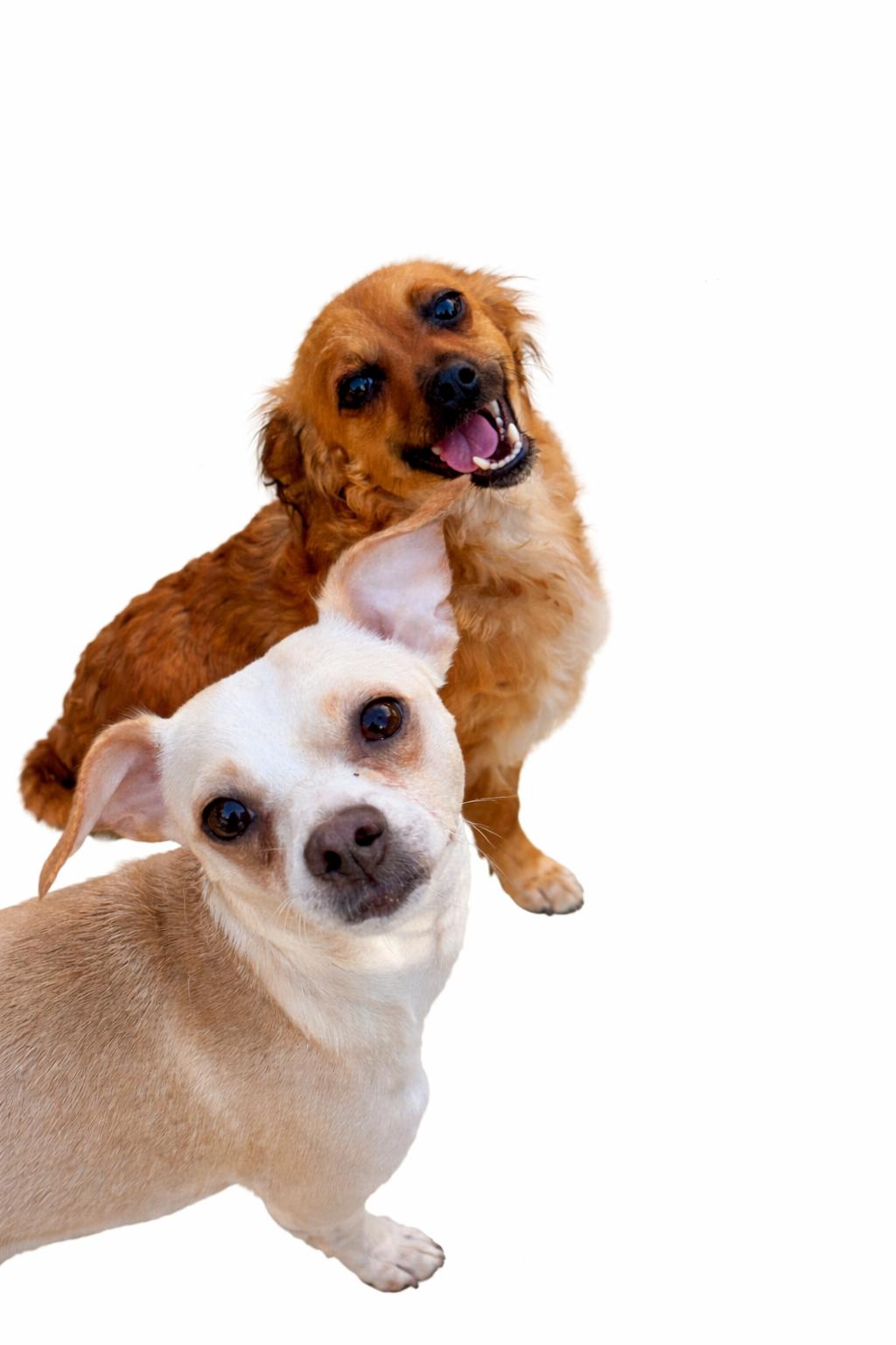 Enlarge Esther, a Adoptable mixed breed in SYLVANIA, GA image 4/5