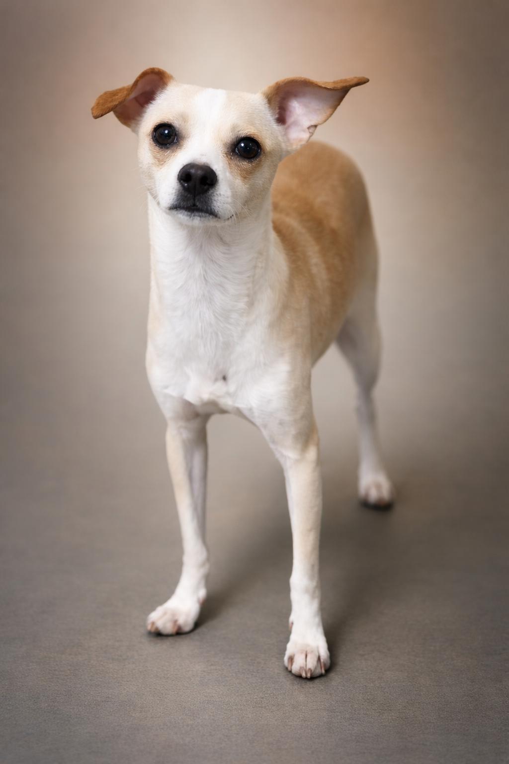 Enlarge Esther, a Adoptable mixed breed in SYLVANIA, GA image 2/5