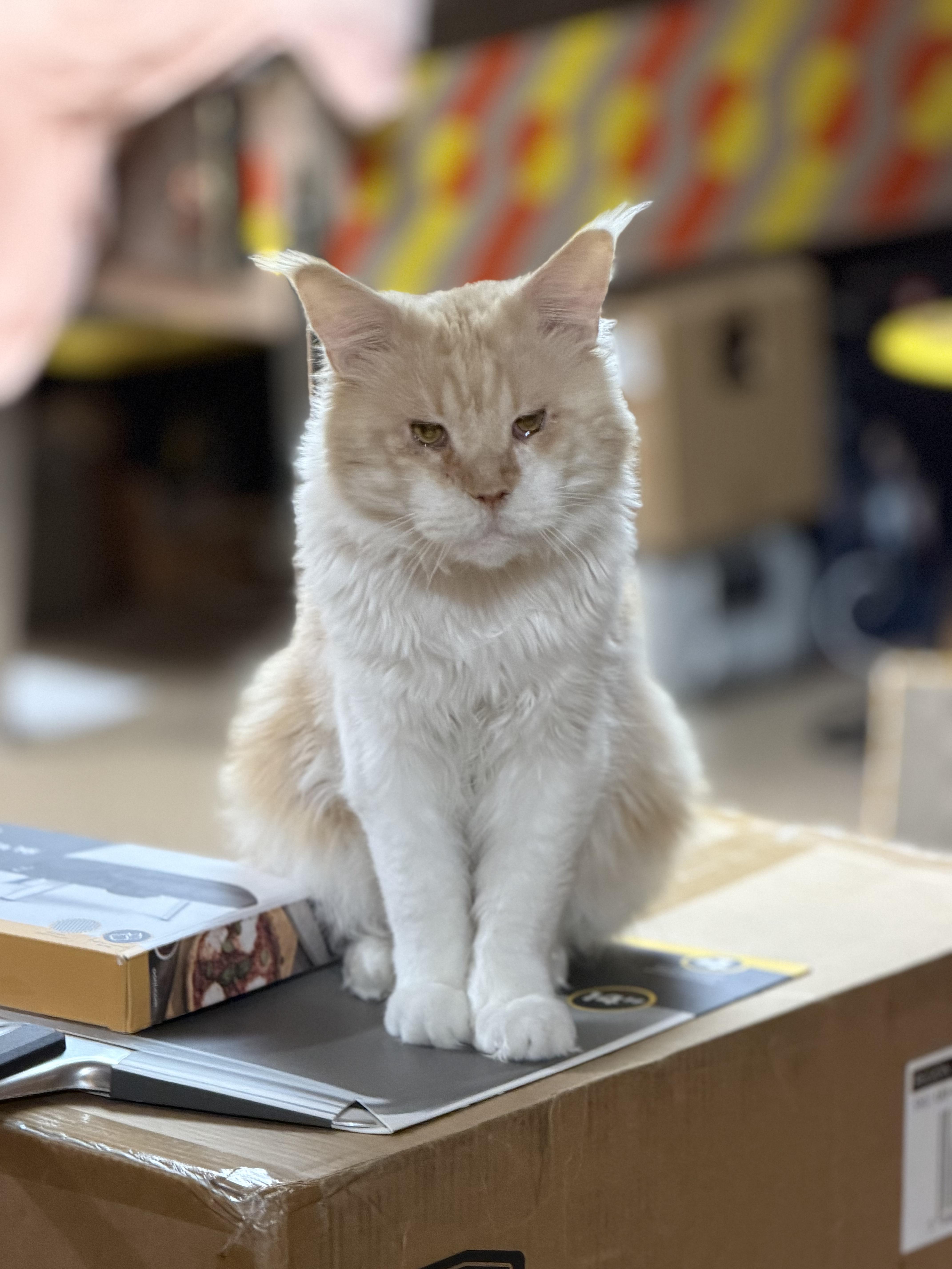 Enlarge Aslan (Maine Coon) , a ADOPTABLE Maine Coon in Littleton, NH image 3/6