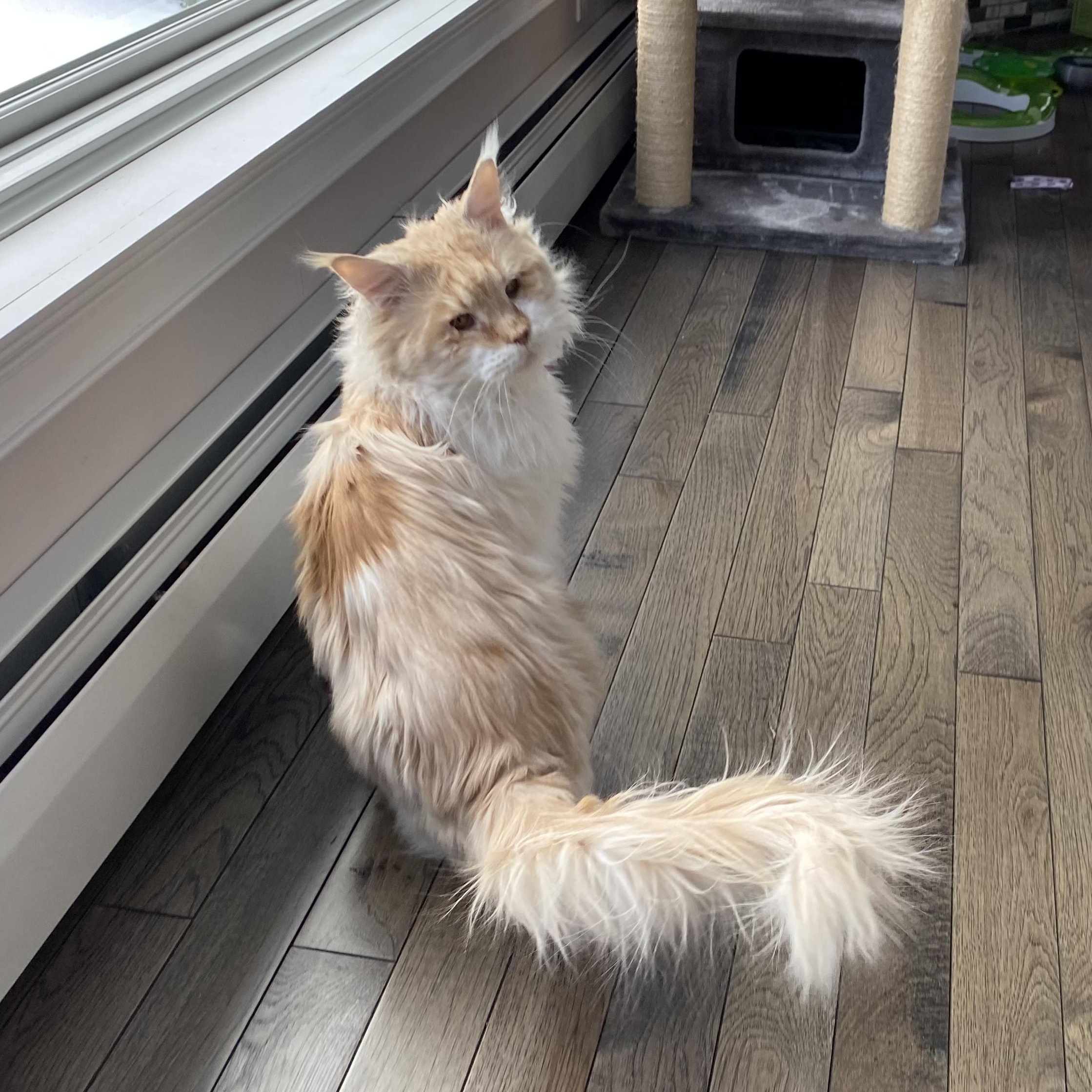 Enlarge Aslan (Maine Coon) , a ADOPTABLE Maine Coon in Littleton, NH image 5/6
