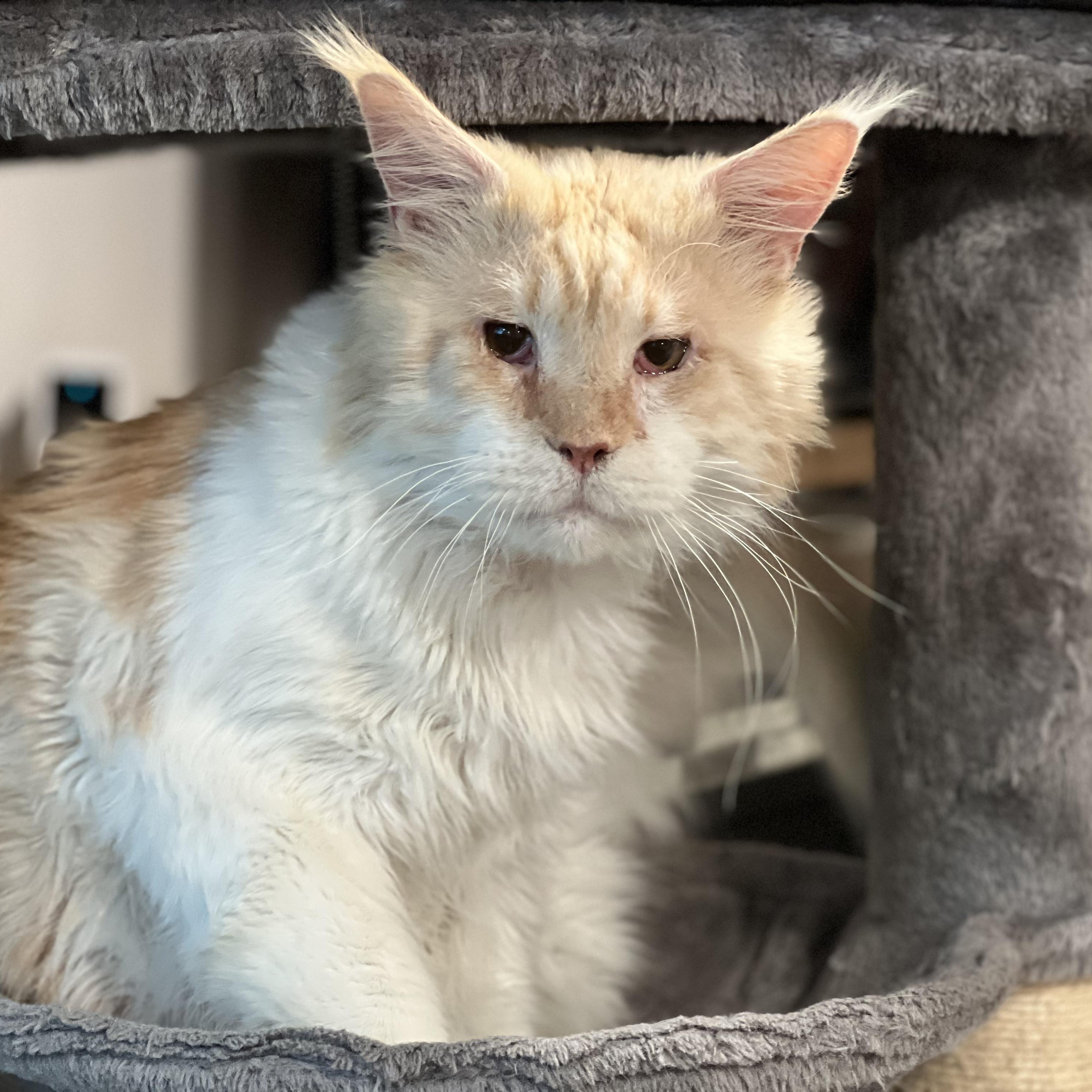 Enlarge Aslan (Maine Coon) , a ADOPTABLE Maine Coon in Littleton, NH image 1/6