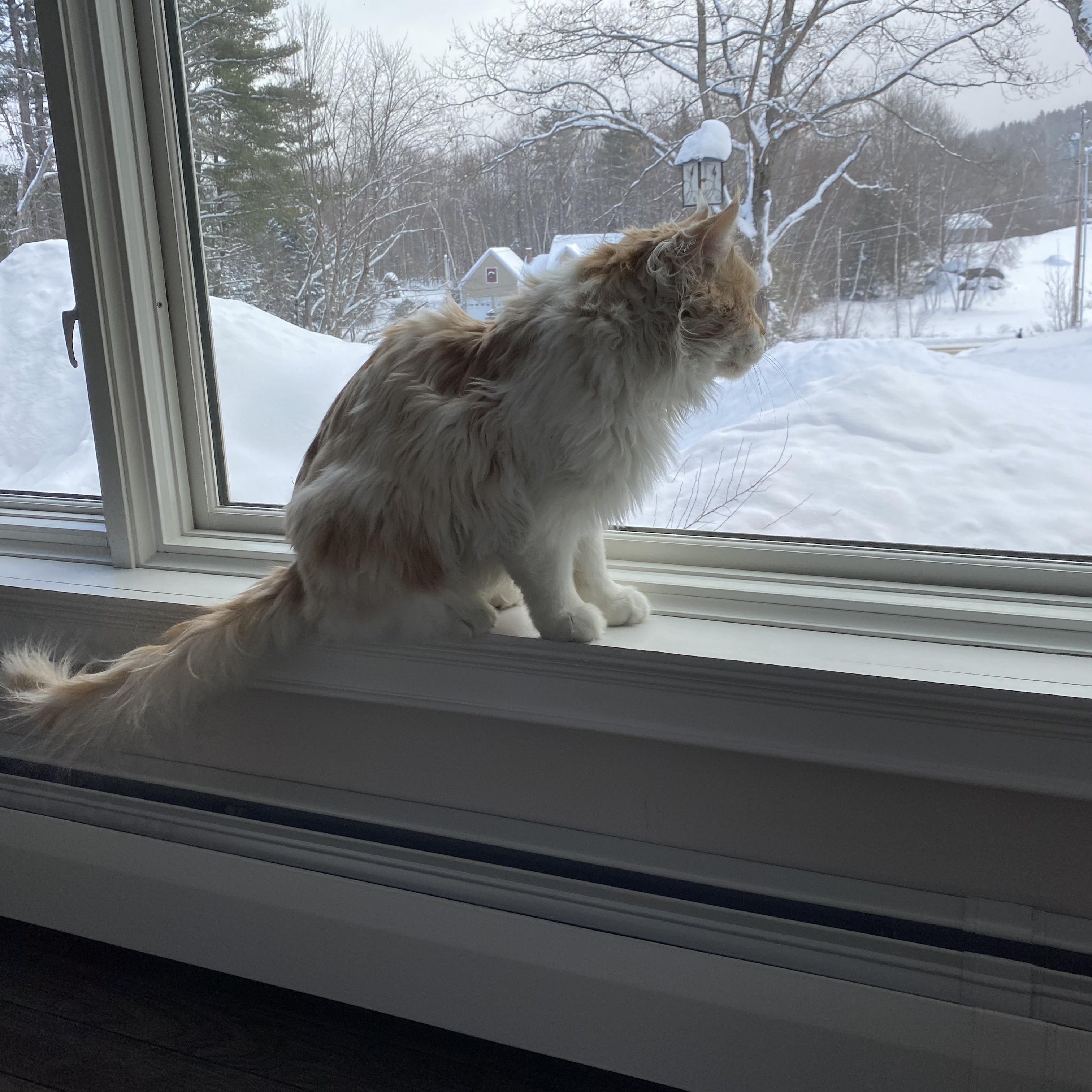 Enlarge Aslan (Maine Coon) , a ADOPTABLE Maine Coon in Littleton, NH image 6/6