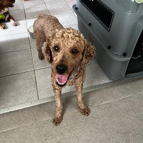 Happy, Adoptable, Adult Female Poodle & Mixed Breed.