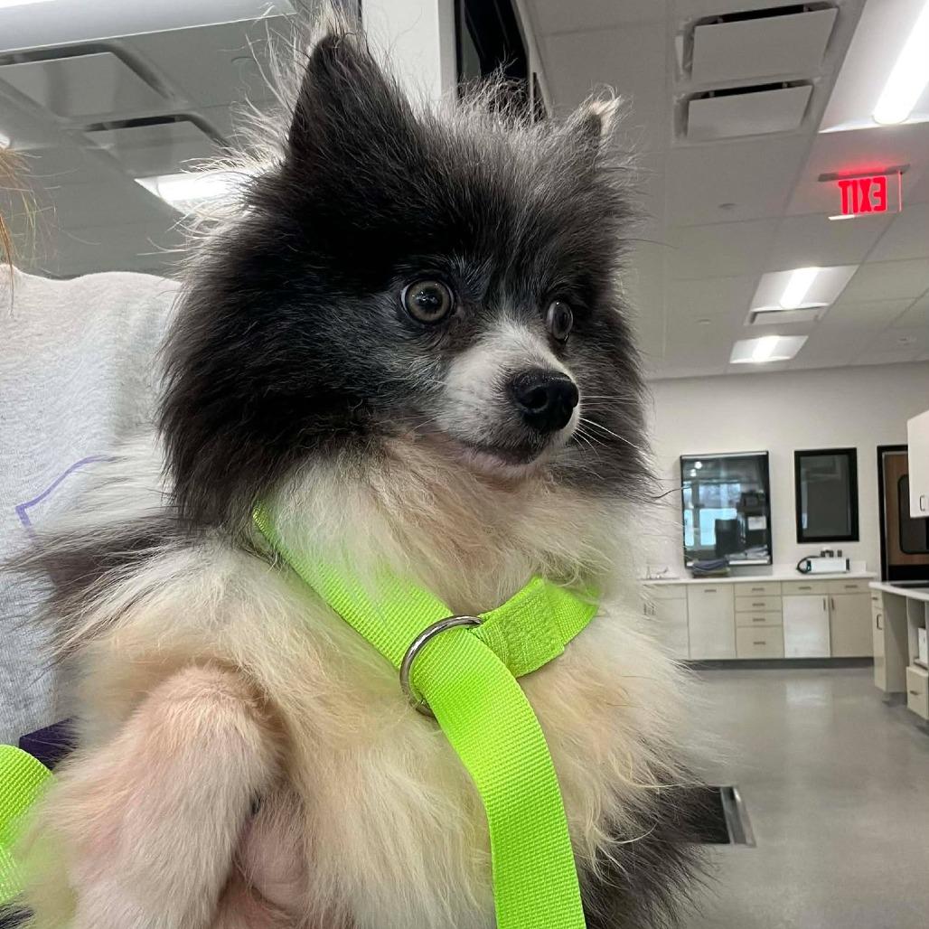 Fuchsia, Adoptable, Adult Female Pomeranian.