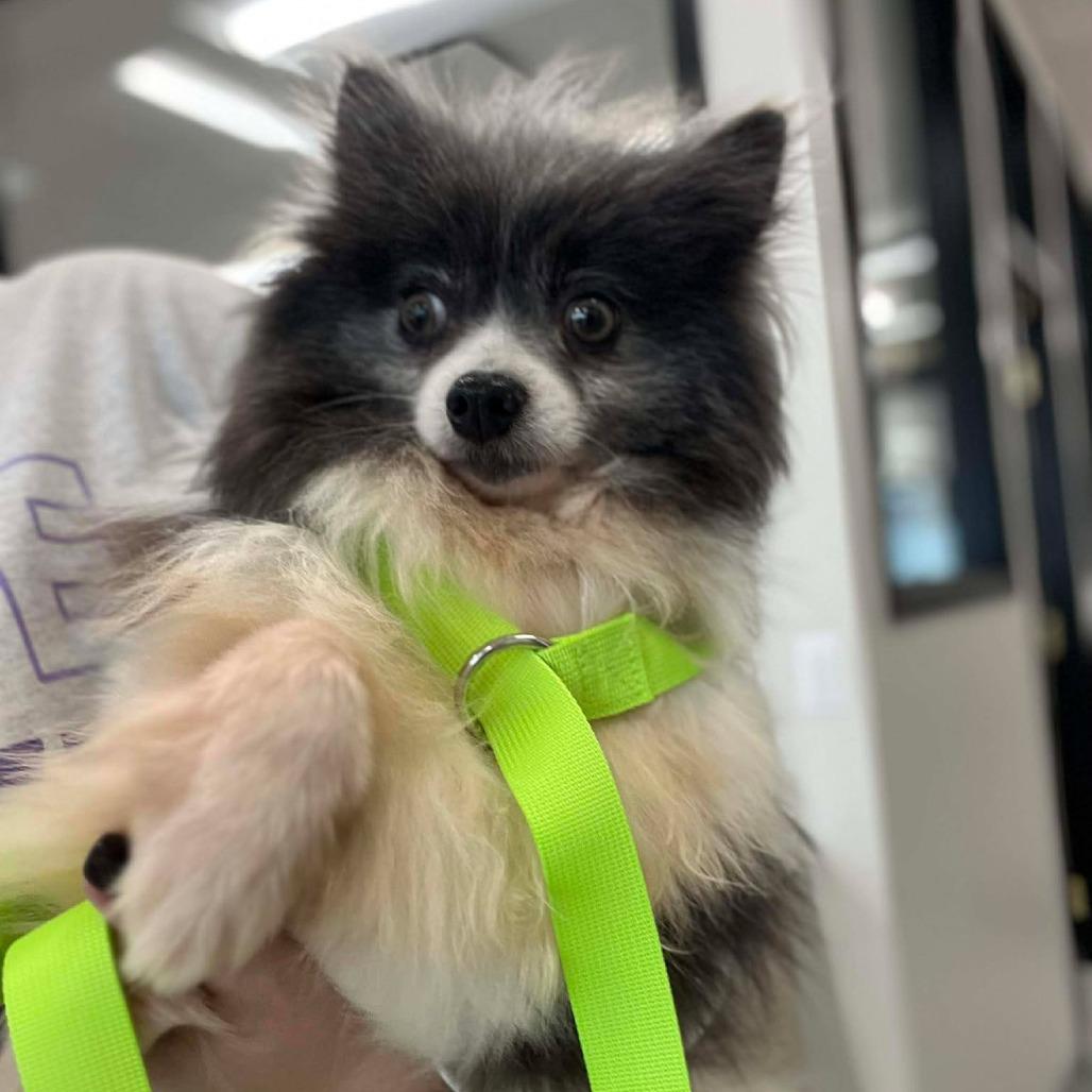 Enlarge Fuchsia, a Adoptable Pomeranian in St. Charles, IL image 2/3