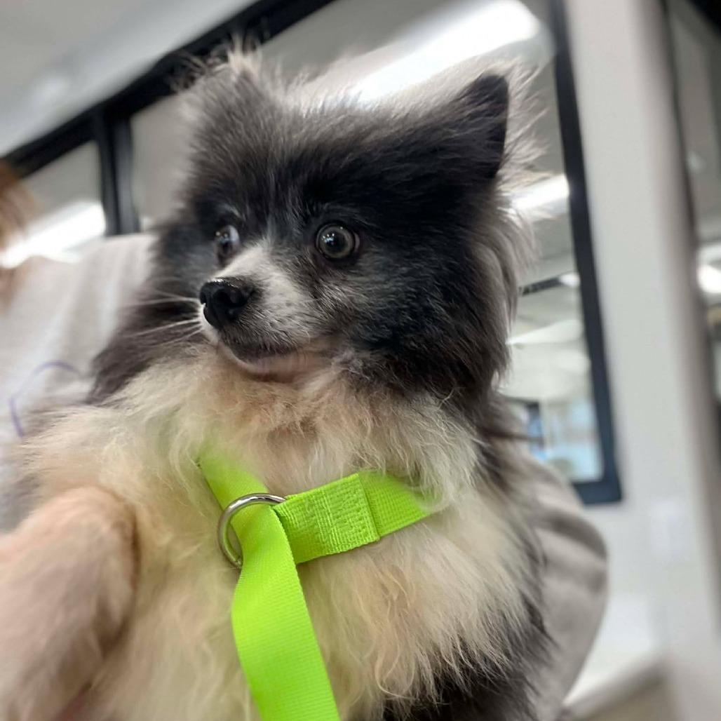 Enlarge Fuchsia, a Adoptable Pomeranian in St. Charles, IL image 3/3