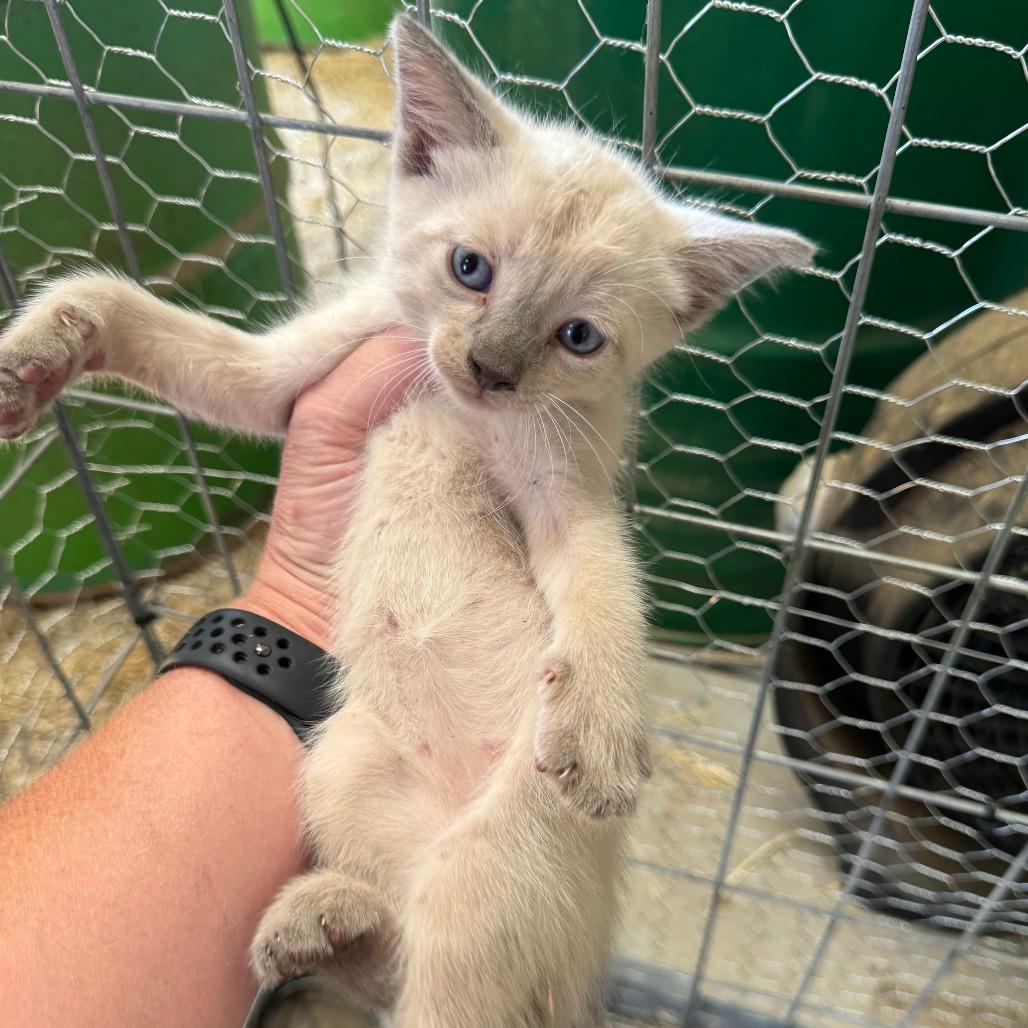 Casper, Adoptable, Kitten Male Domestic Short Hair.