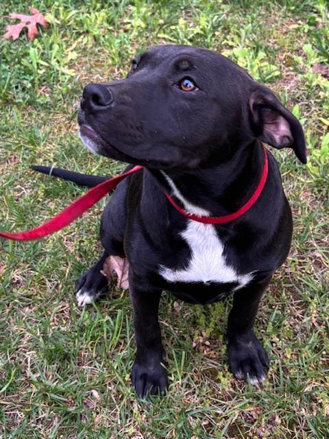 Enlarge Maple Merry, a Adoptable mixed breed in Woburn, MA image 2/6