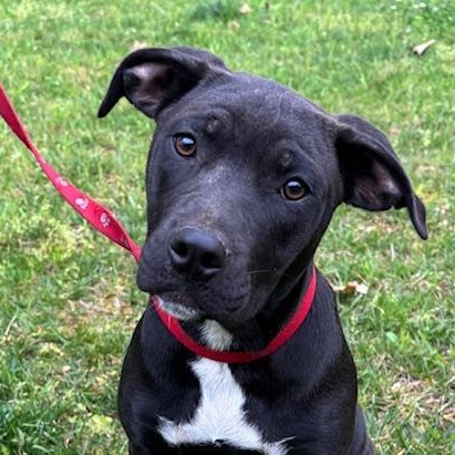 Enlarge Maple Merry, a Adoptable mixed breed in Woburn, MA image 1/6