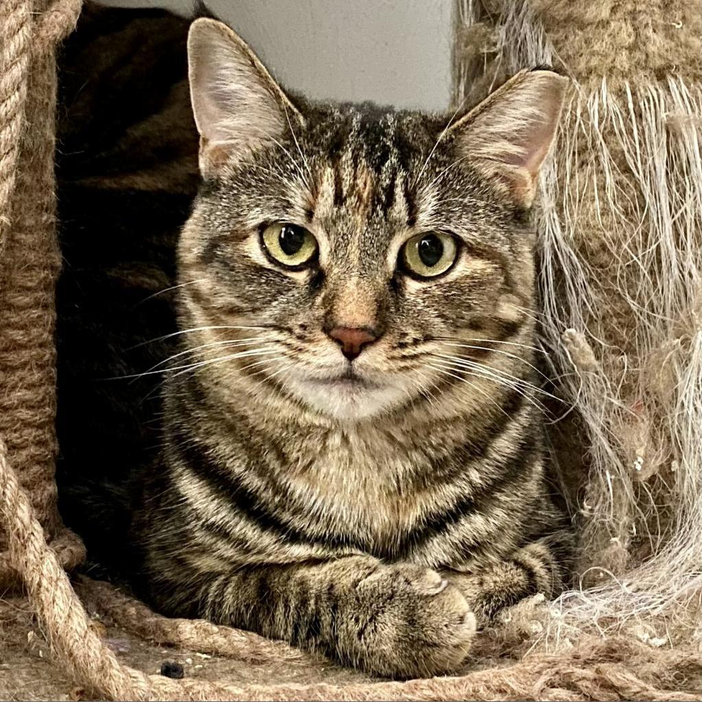 Gary, Adoptable, Adult Female Domestic Short Hair.