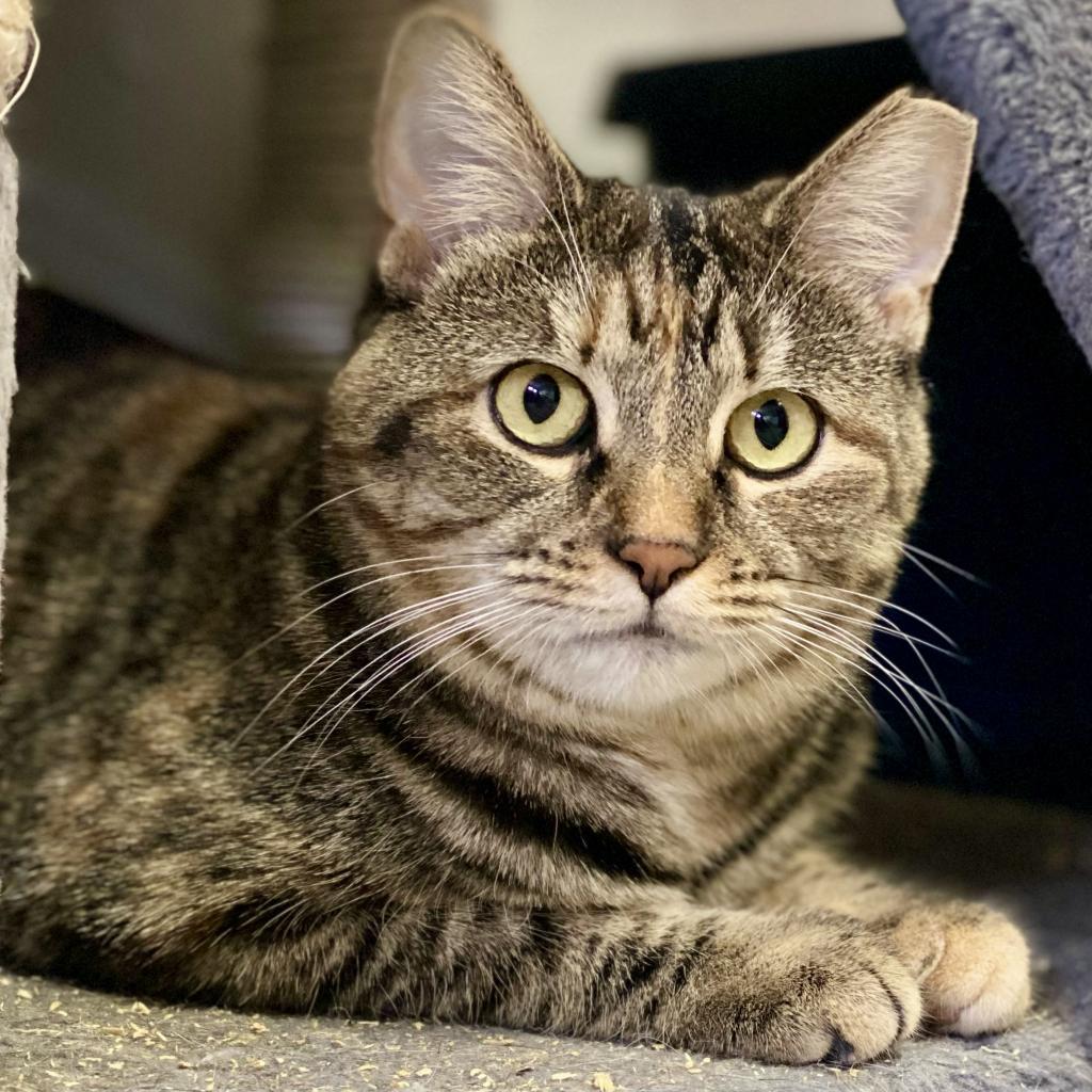 Enlarge Gary, a Adoptable Domestic Short Hair in Gibsonia, PA image 2/6