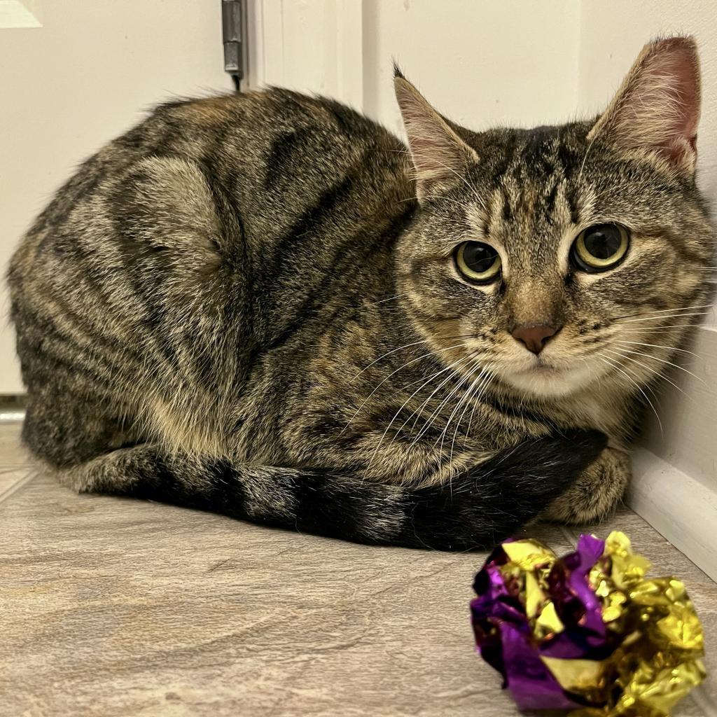 Enlarge Gary, a Adoptable Domestic Short Hair in Gibsonia, PA image 3/6