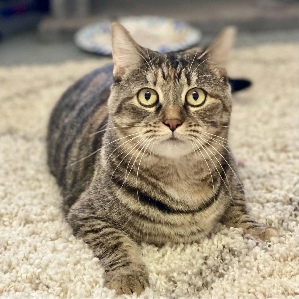 Enlarge Gary, a Adoptable Domestic Short Hair in Gibsonia, PA image 4/6