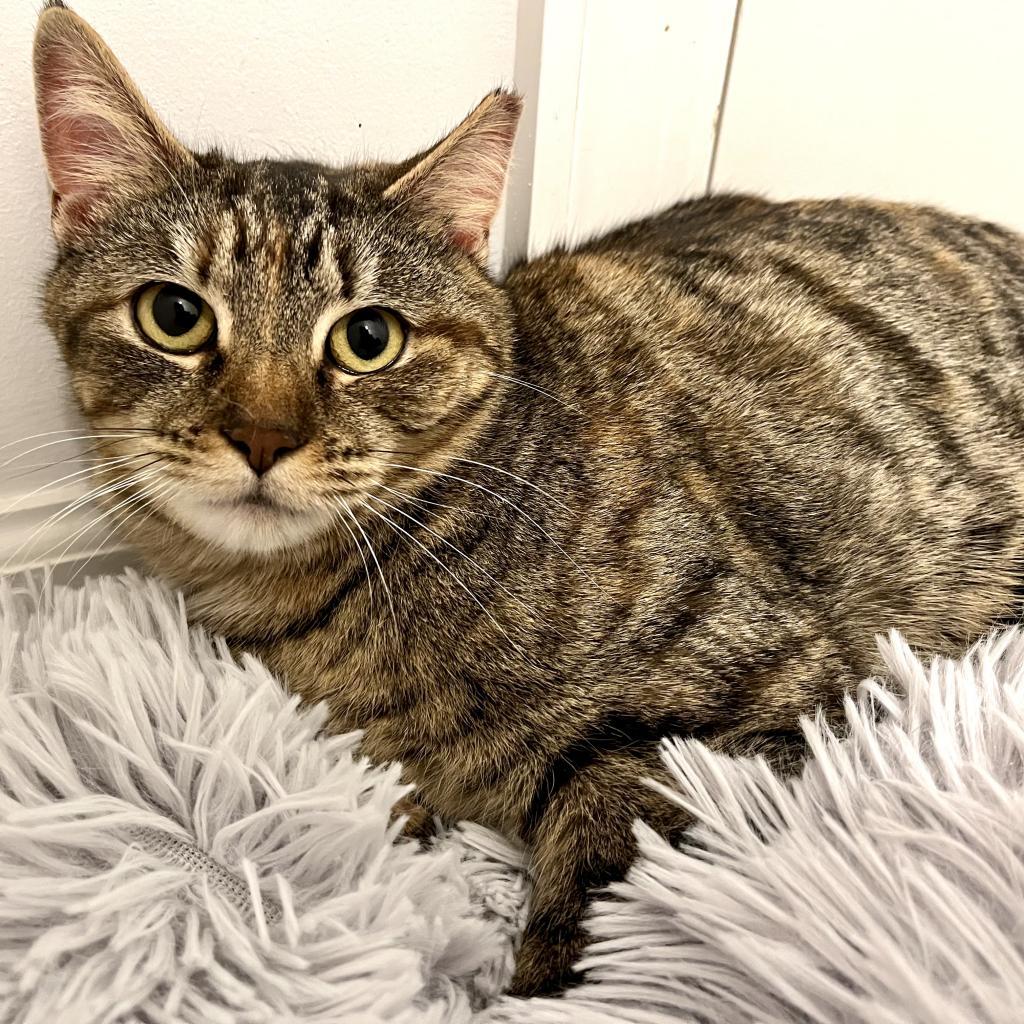 Enlarge Gary, a Adoptable Domestic Short Hair in Gibsonia, PA image 5/6