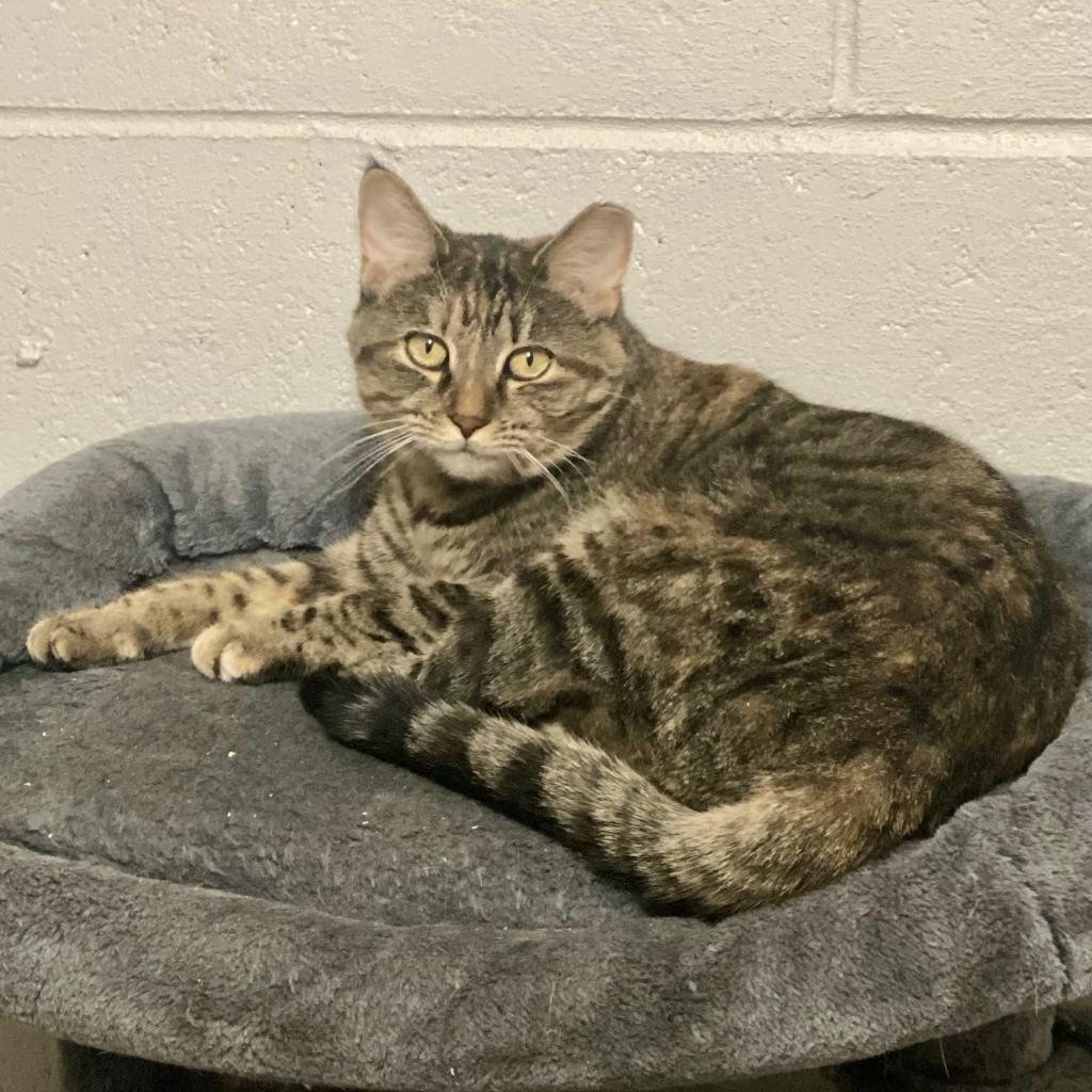 Enlarge Gary, a Adoptable Domestic Short Hair in Gibsonia, PA image 6/6