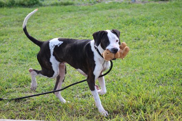 Kevin, Adoptable, Adult Male Mixed Breed.