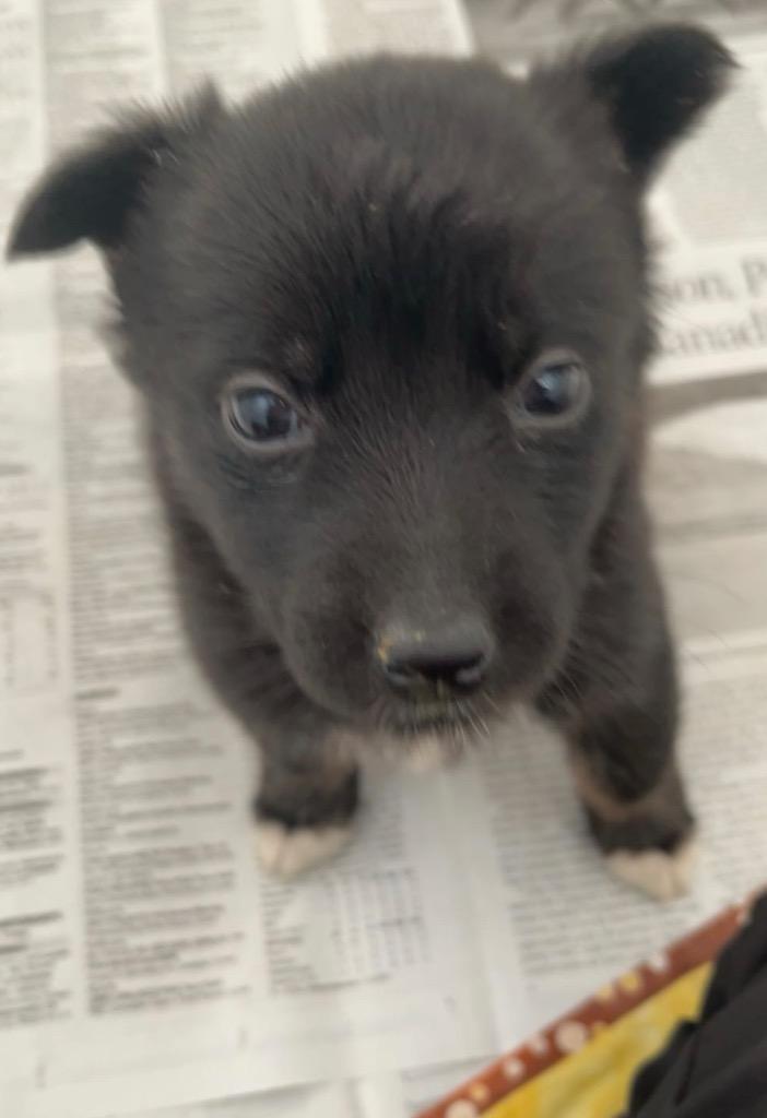 Enlarge Brea Garrett, a Adoptable mixed breed in Winnipeg, MB image 1/2