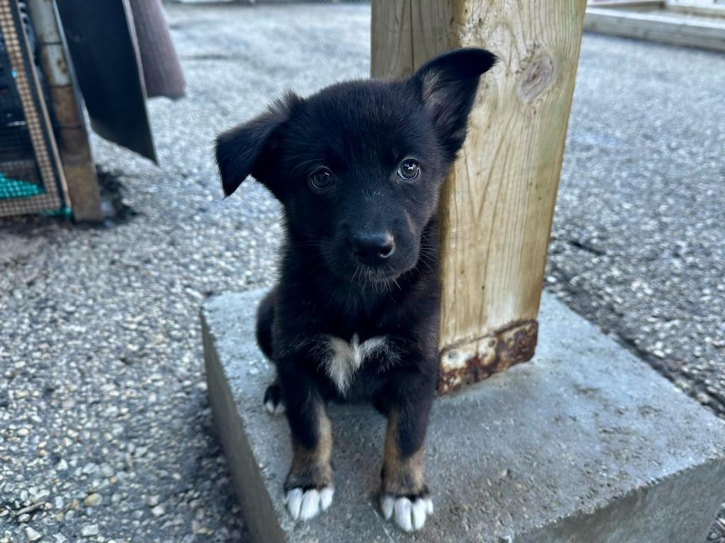 Enlarge Brea Garrett, a Adoptable mixed breed in Winnipeg, MB image 2/2