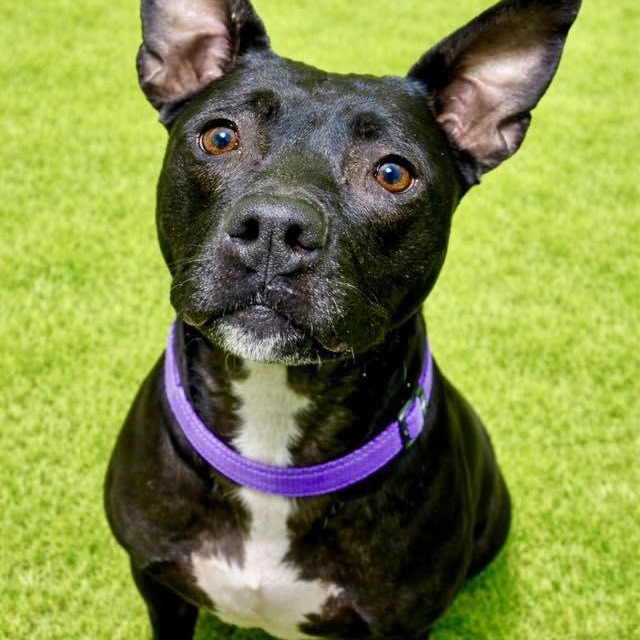 Marsha, ADOPTABLE, Adult Female Pit Bull Terrier.
