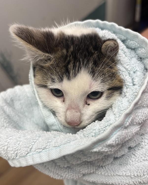 Enlarge Pocket Lint, a Adoptable mixed breed in Silverdale, WA image 2/2