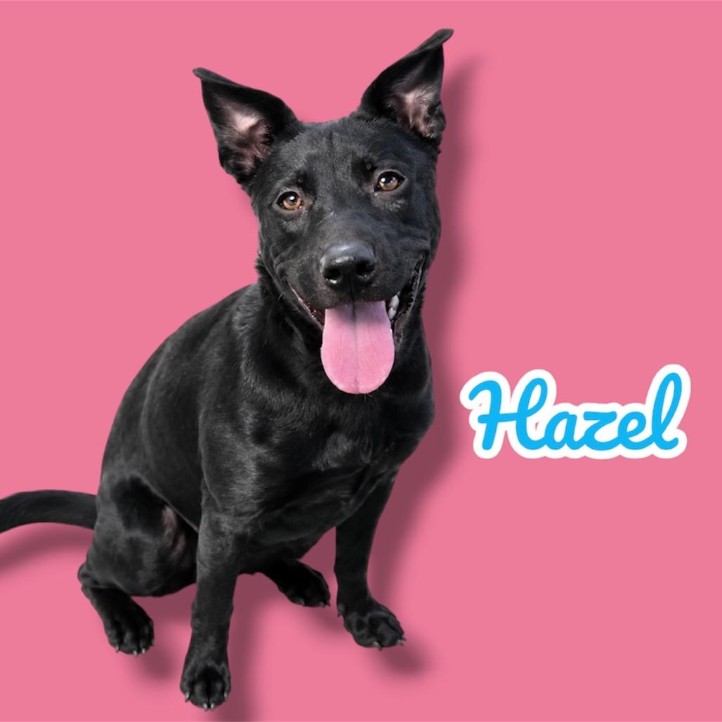 Hazel, Adoptable, Young Female Australian Kelpie & Mixed Breed.
