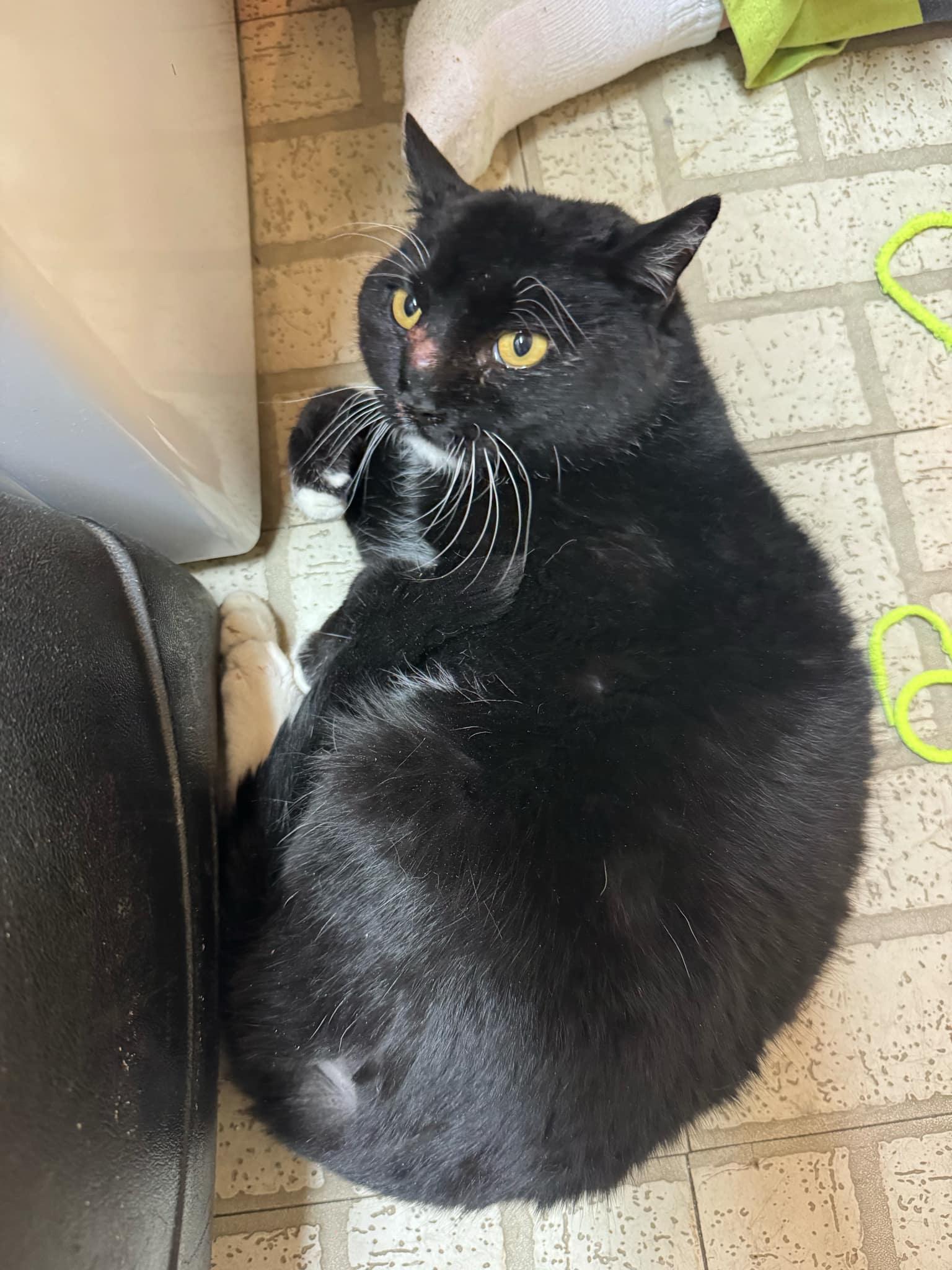 Enlarge Boots, a Adoptable Domestic Short Hair in Garden City, MI image 1/3