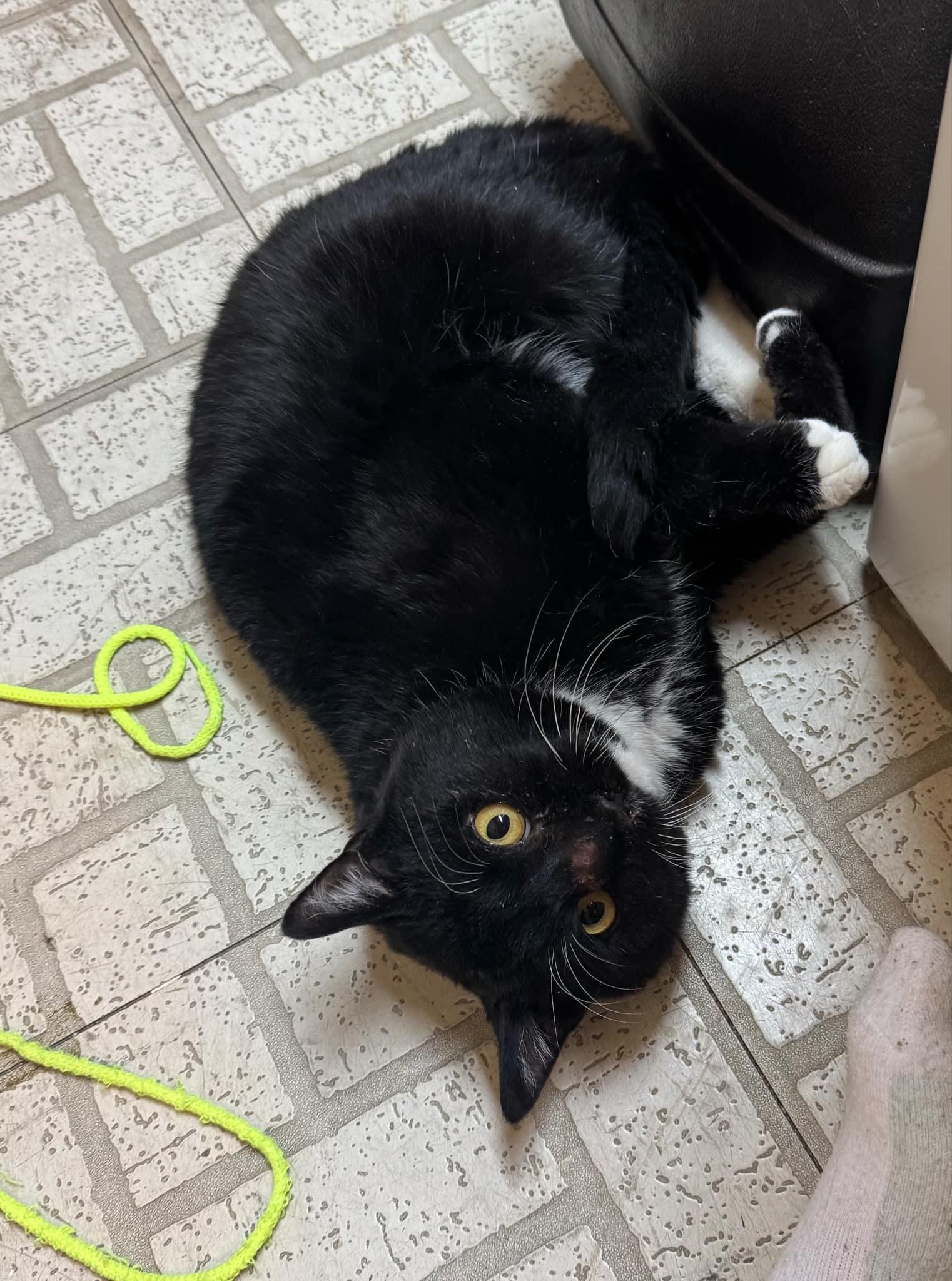 Enlarge Boots, a Adoptable Domestic Short Hair in Garden City, MI image 2/3