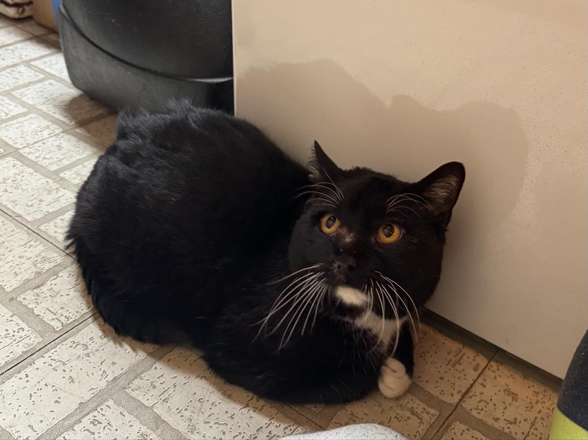 Enlarge Boots, a Adoptable Domestic Short Hair in Garden City, MI image 3/3