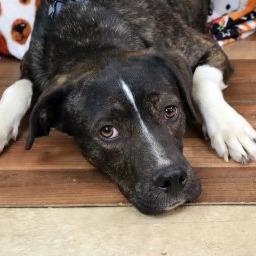 Jethro, Adoptable, Adult Male Pit Bull Terrier & Mixed Breed.