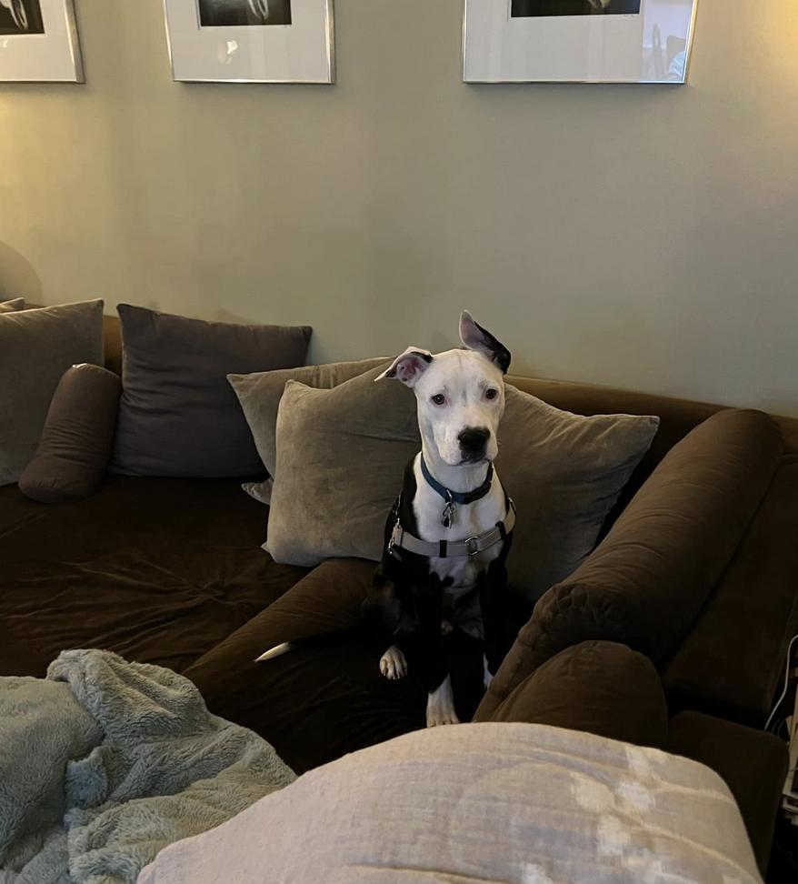 Fuzz Monkey, Adoptable, Young Male Pit Bull Terrier.