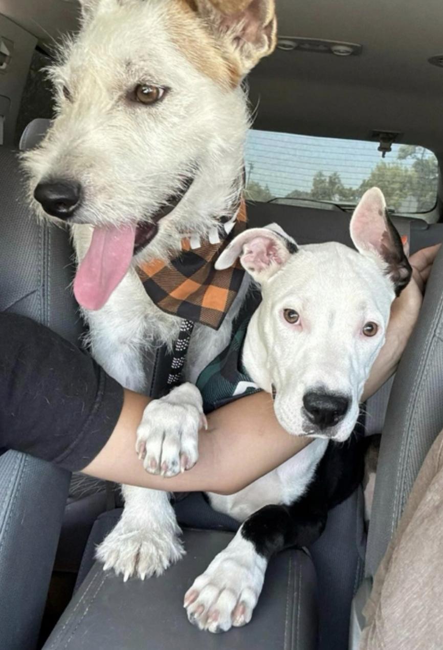 Fuzz Monkey, a Adoptable mixed breed in San Francisco, CA image 3/6