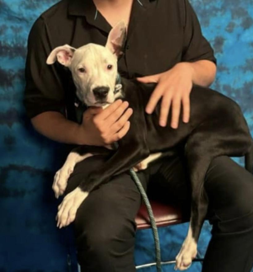 Fuzz Monkey, a Adoptable mixed breed in San Francisco, CA image 4/6