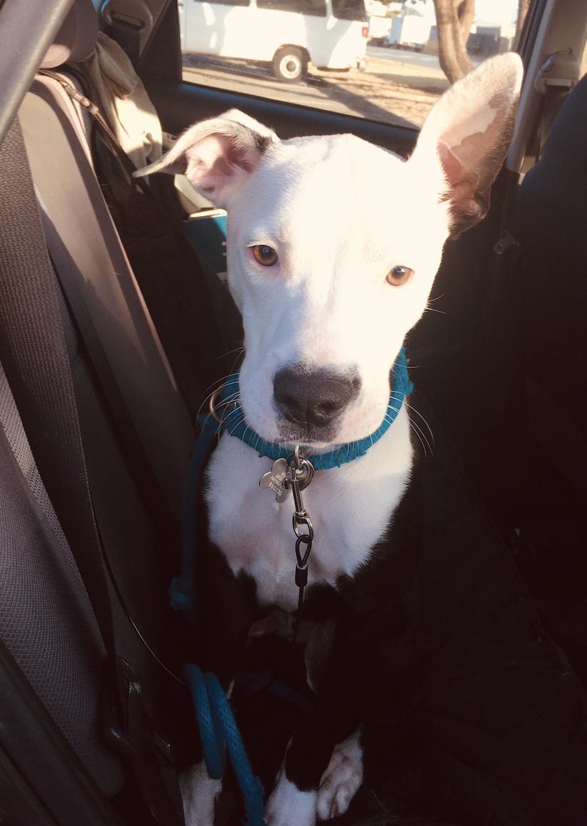 Fuzz Monkey, a Adoptable mixed breed in San Francisco, CA image 5/6